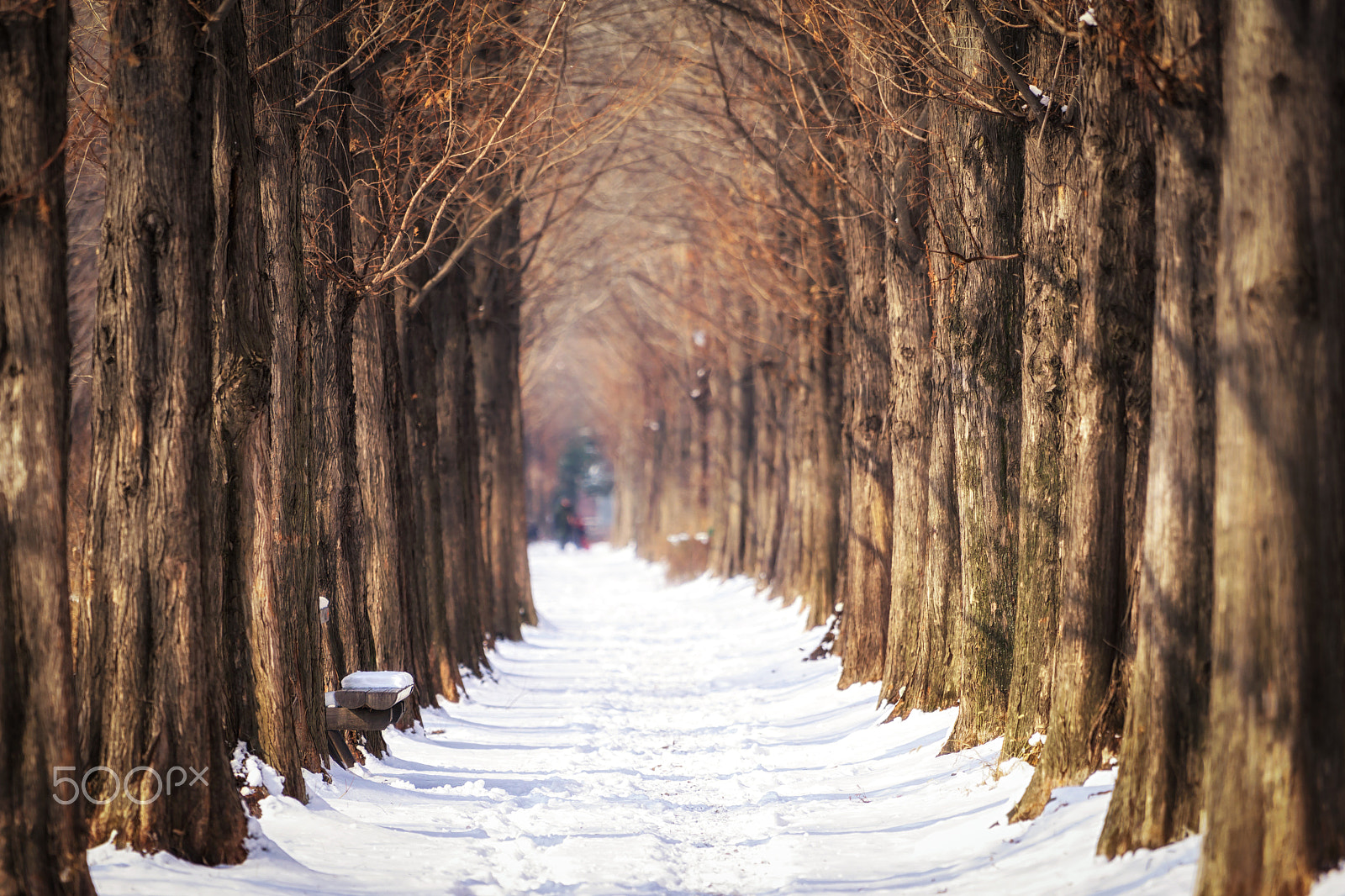 Sony a6000 + Sony FE 70-200mm F4 G OSS sample photo. Winter metasequoia road photography
