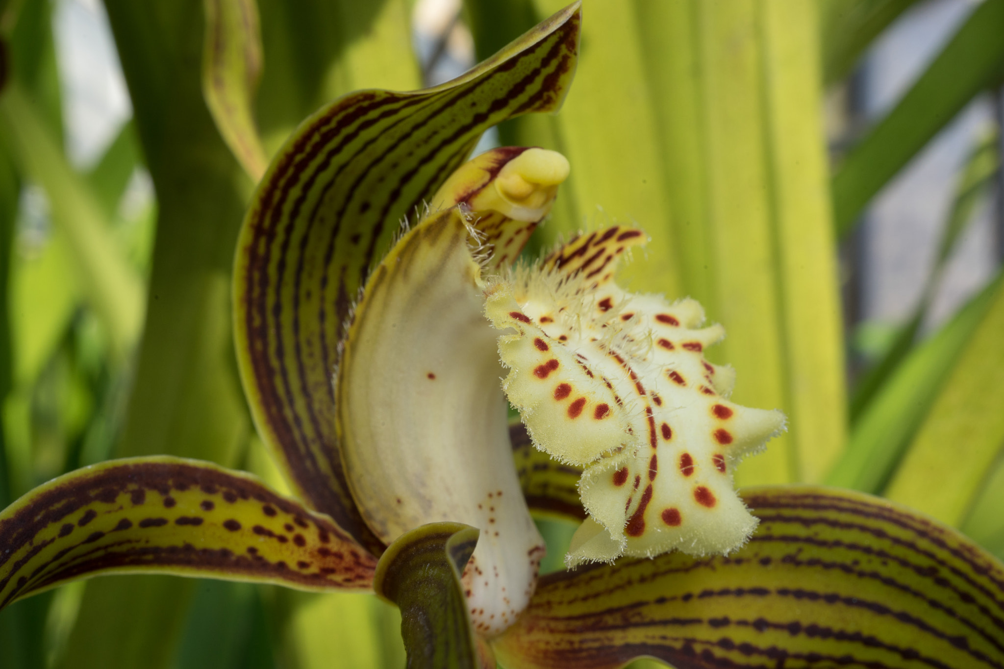 Sony a7 + Sony FE 50mm F2.8 Macro sample photo. Orchid #1 photography