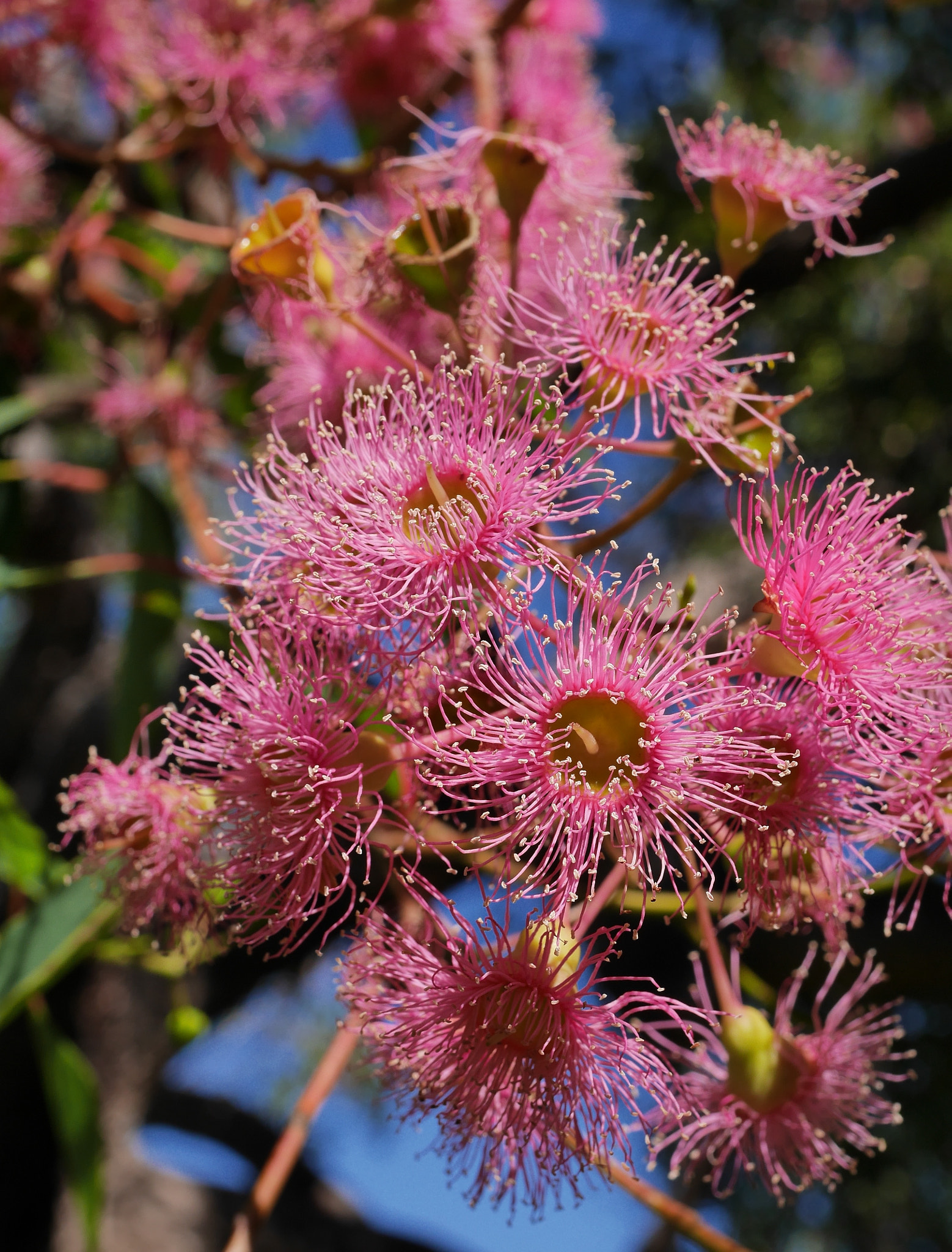 Panasonic Lumix DMC-GX7 + Panasonic Lumix G Macro 30mm F2.8 ASPH Mega OIS sample photo. Flowering gum photography