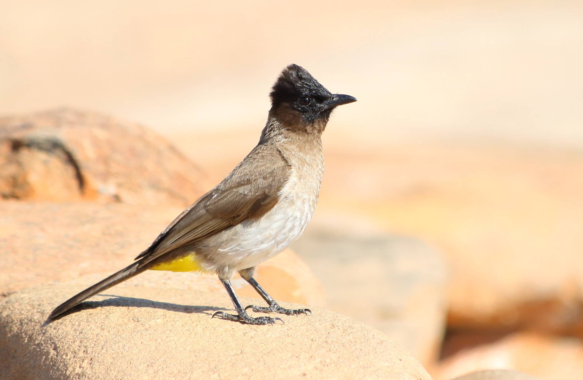 Canon EF 70-300mm F4-5.6 IS USM sample photo. Dark capped bulbul photography