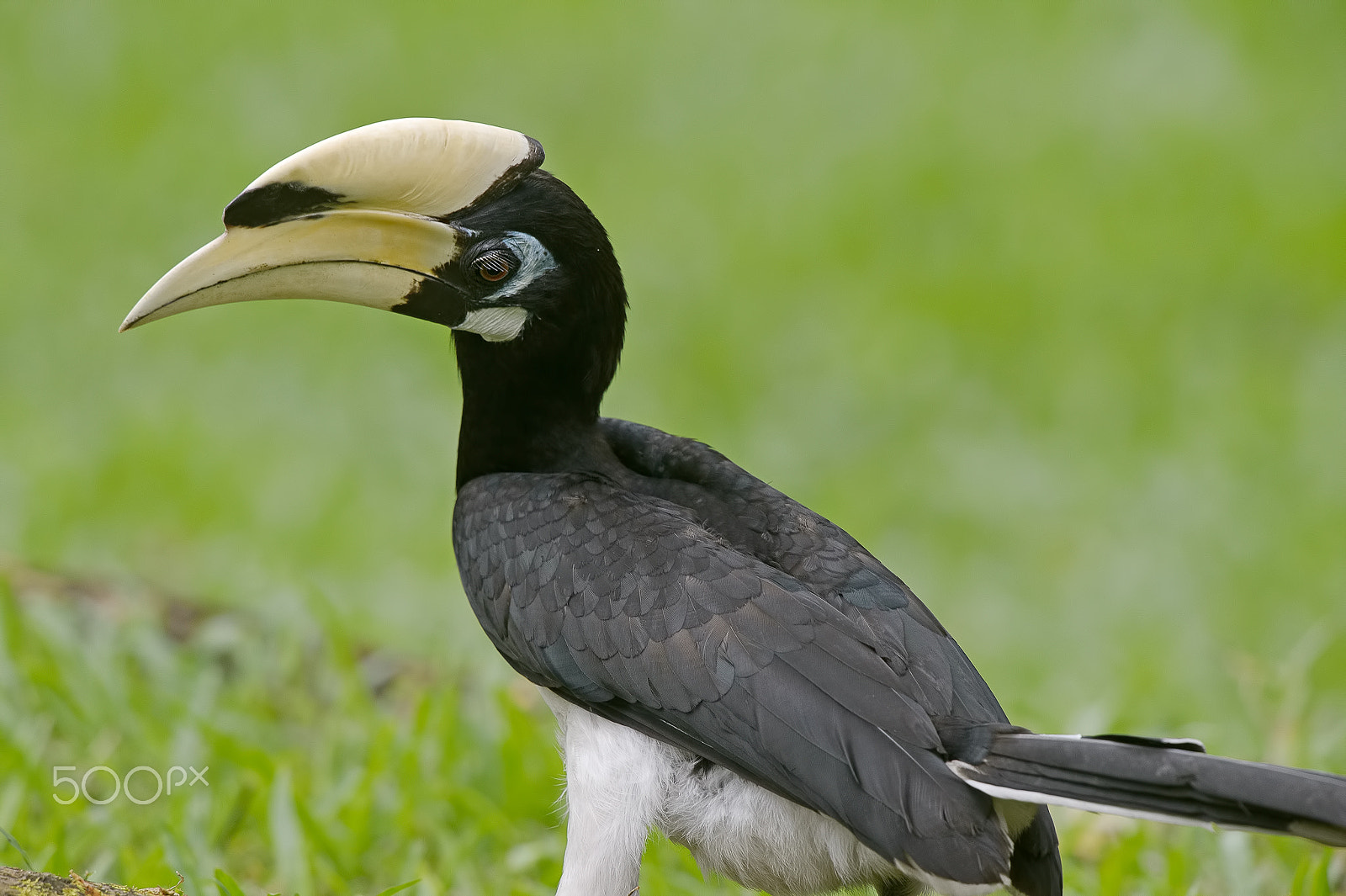 Nikon D4 sample photo. Oriental pied-hornbill photography