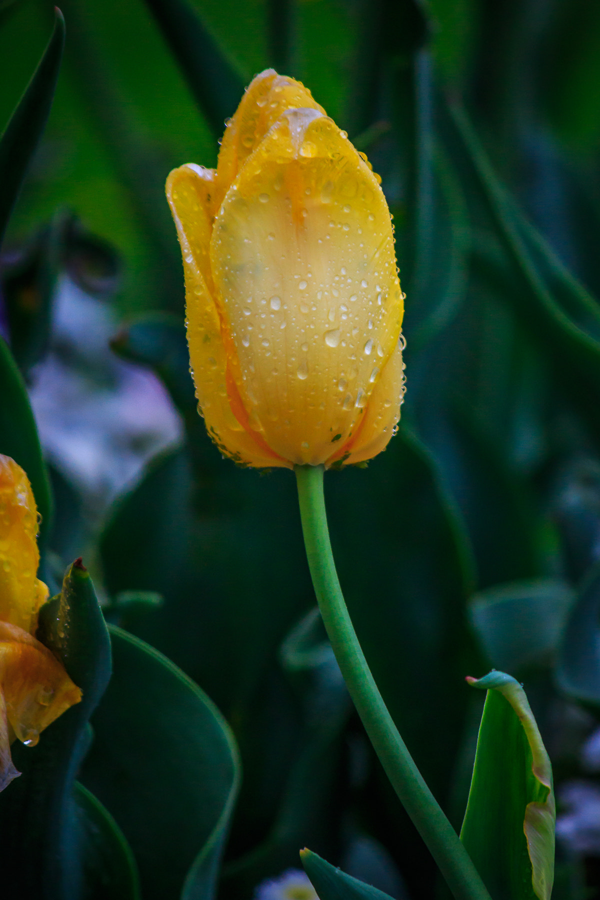 Canon EOS 650D (EOS Rebel T4i / EOS Kiss X6i) sample photo. () photography
