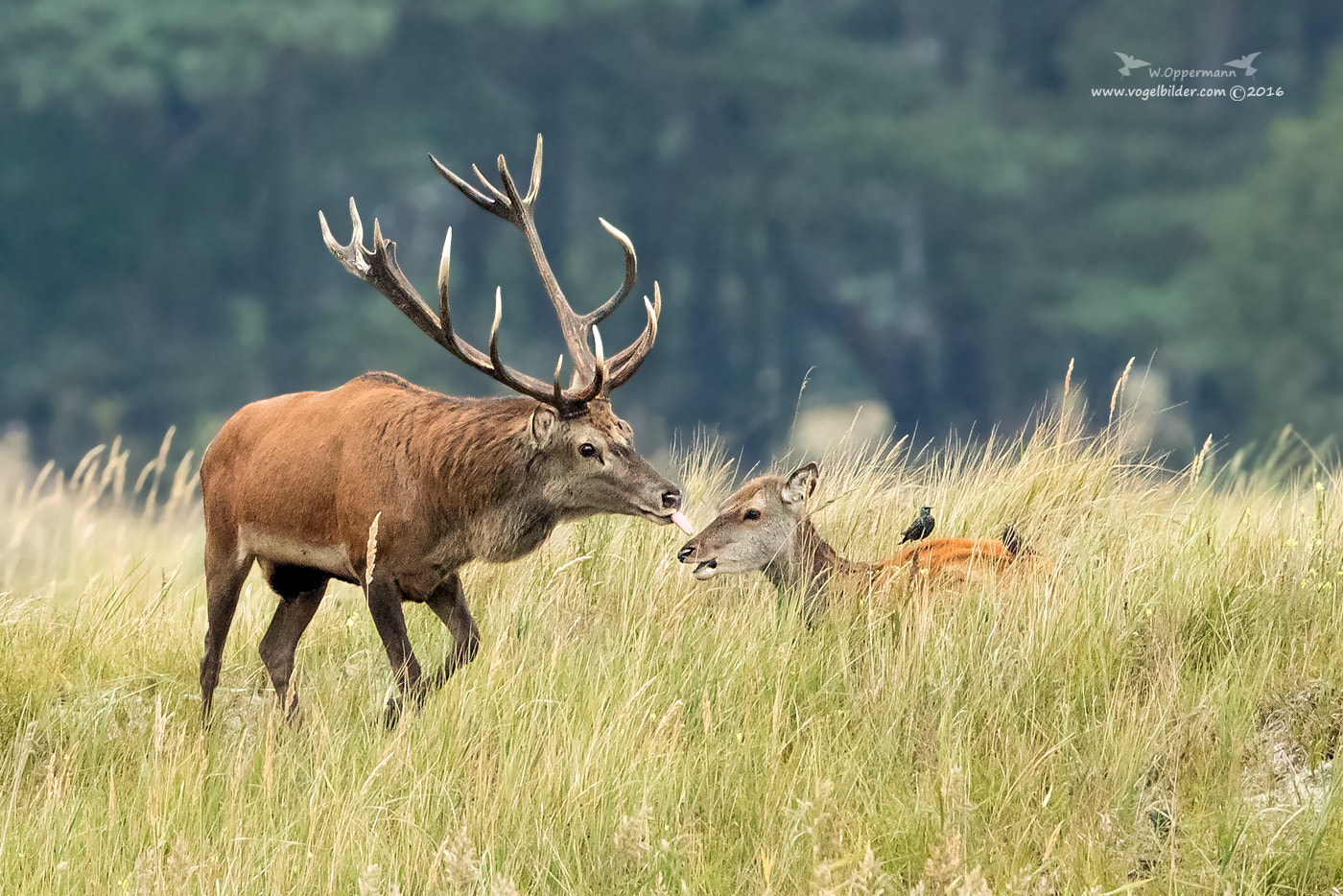 Canon EOS-1D X Mark II + Canon EF 600mm F4L IS II USM sample photo. Rothirsch / red deer photography