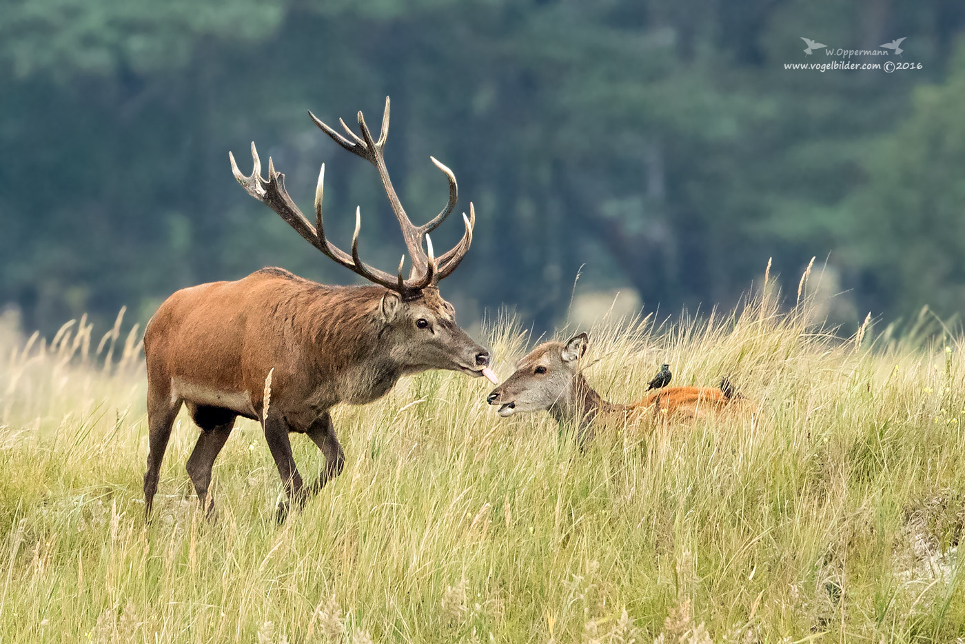 Canon EF 600mm F4L IS II USM sample photo. Rothirsch / red deer photography
