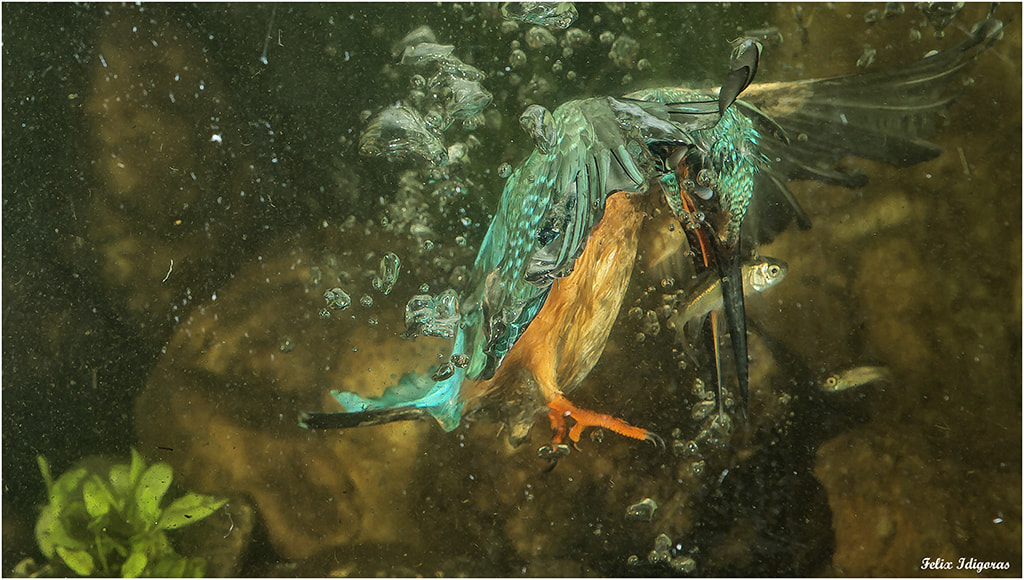 Canon EF 70-200mm F2.8L IS USM sample photo. Pescando con exito photography