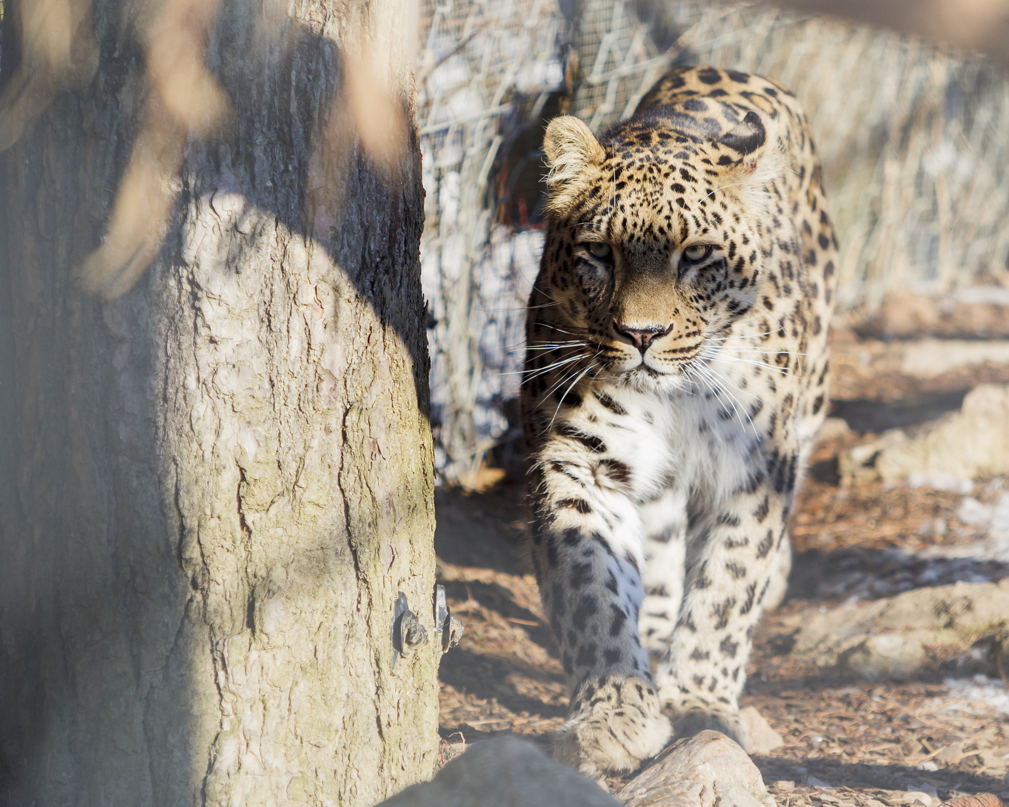 Canon EF 70-200mm F2.8L USM sample photo. Leopard photography
