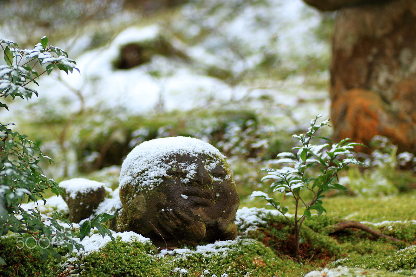 Canon EOS 100D (EOS Rebel SL1 / EOS Kiss X7) + Tamron SP AF 90mm F2.8 Di Macro sample photo. I'm not cold. photography