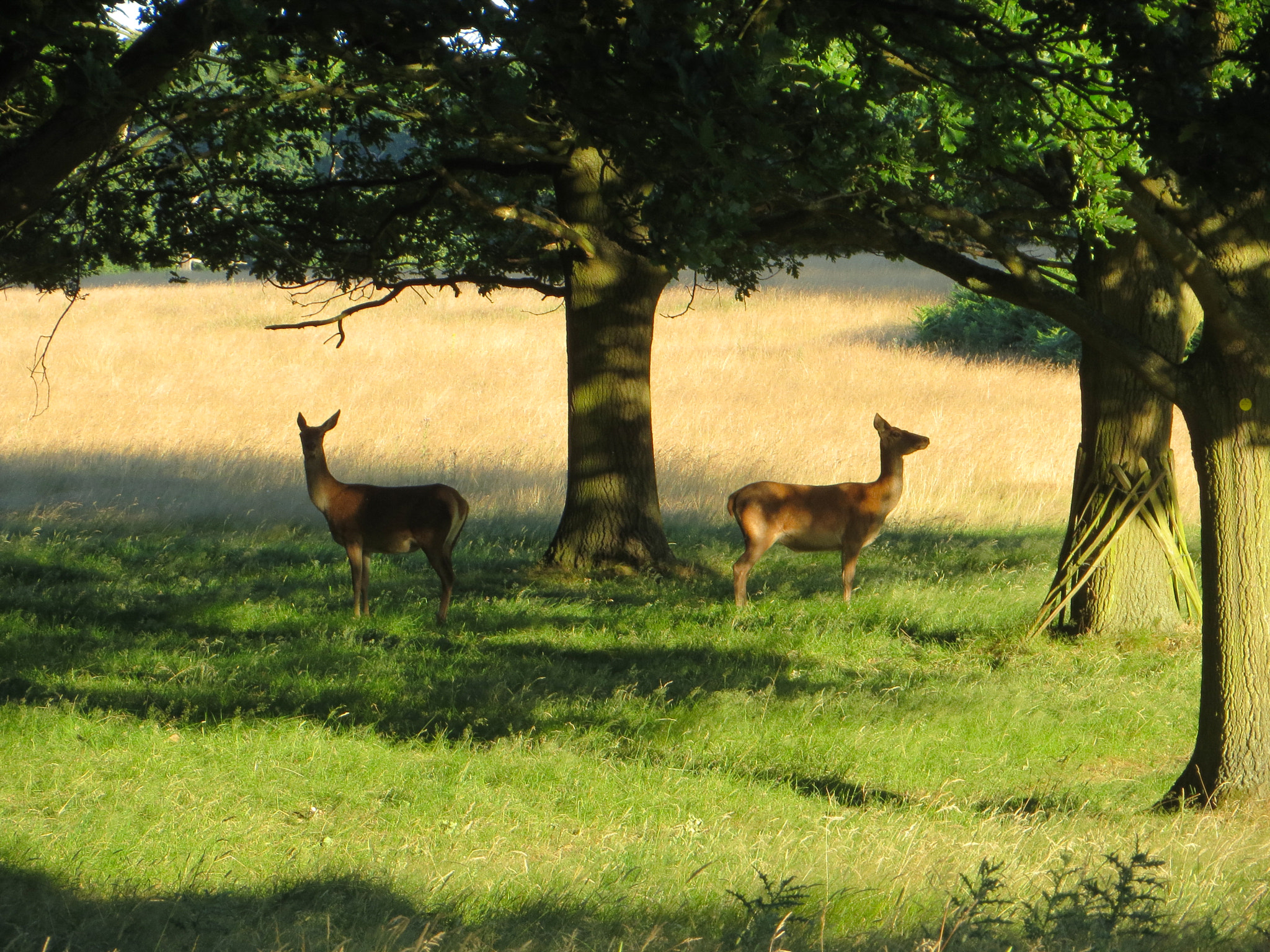 Canon PowerShot ELPH 520 HS (IXUS 500 HS / IXY 3) sample photo. In opposite directions photography