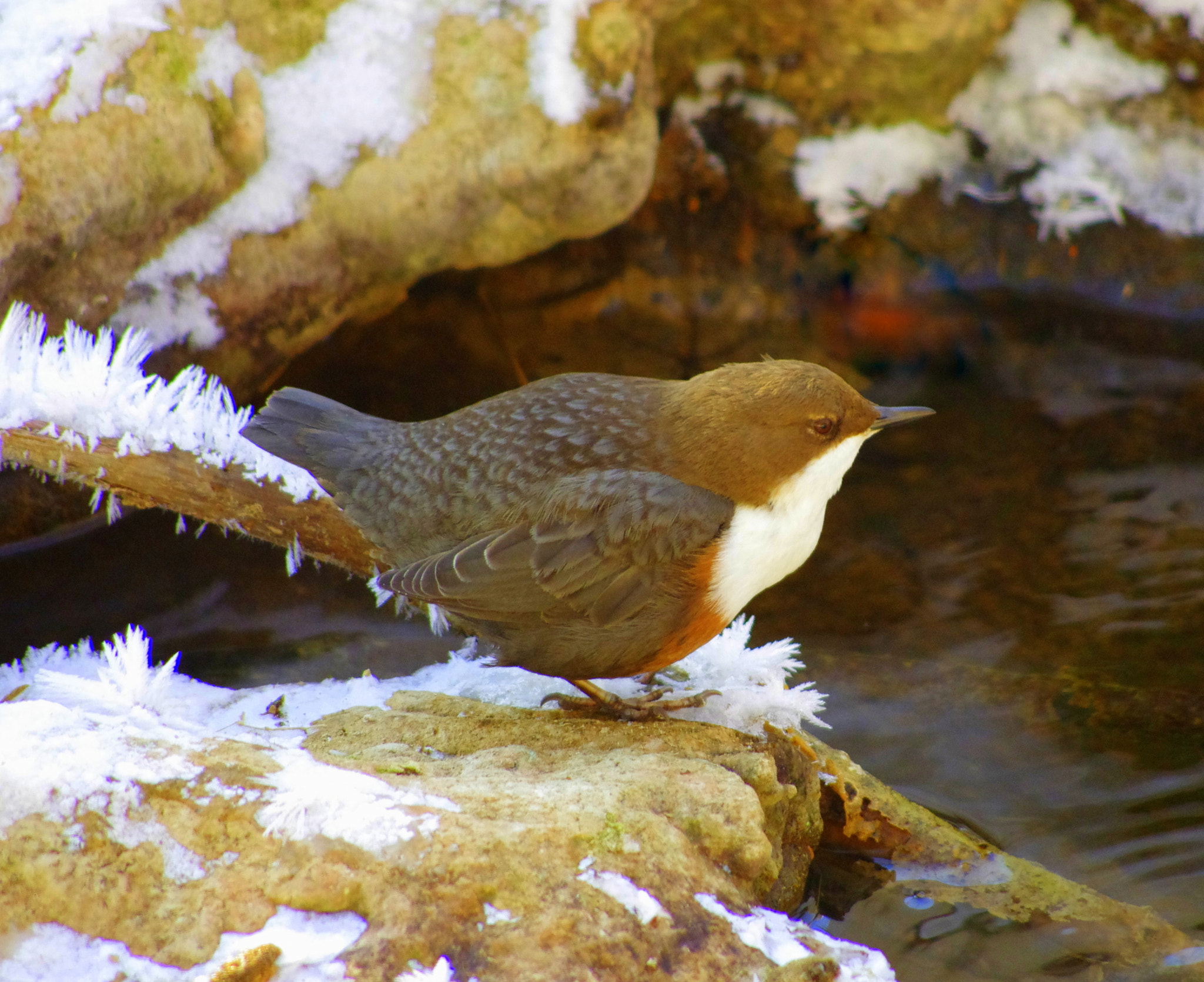 HD Pentax DA 55-300mm F4.0-5.8 ED WR sample photo. White-breasted dipper photography