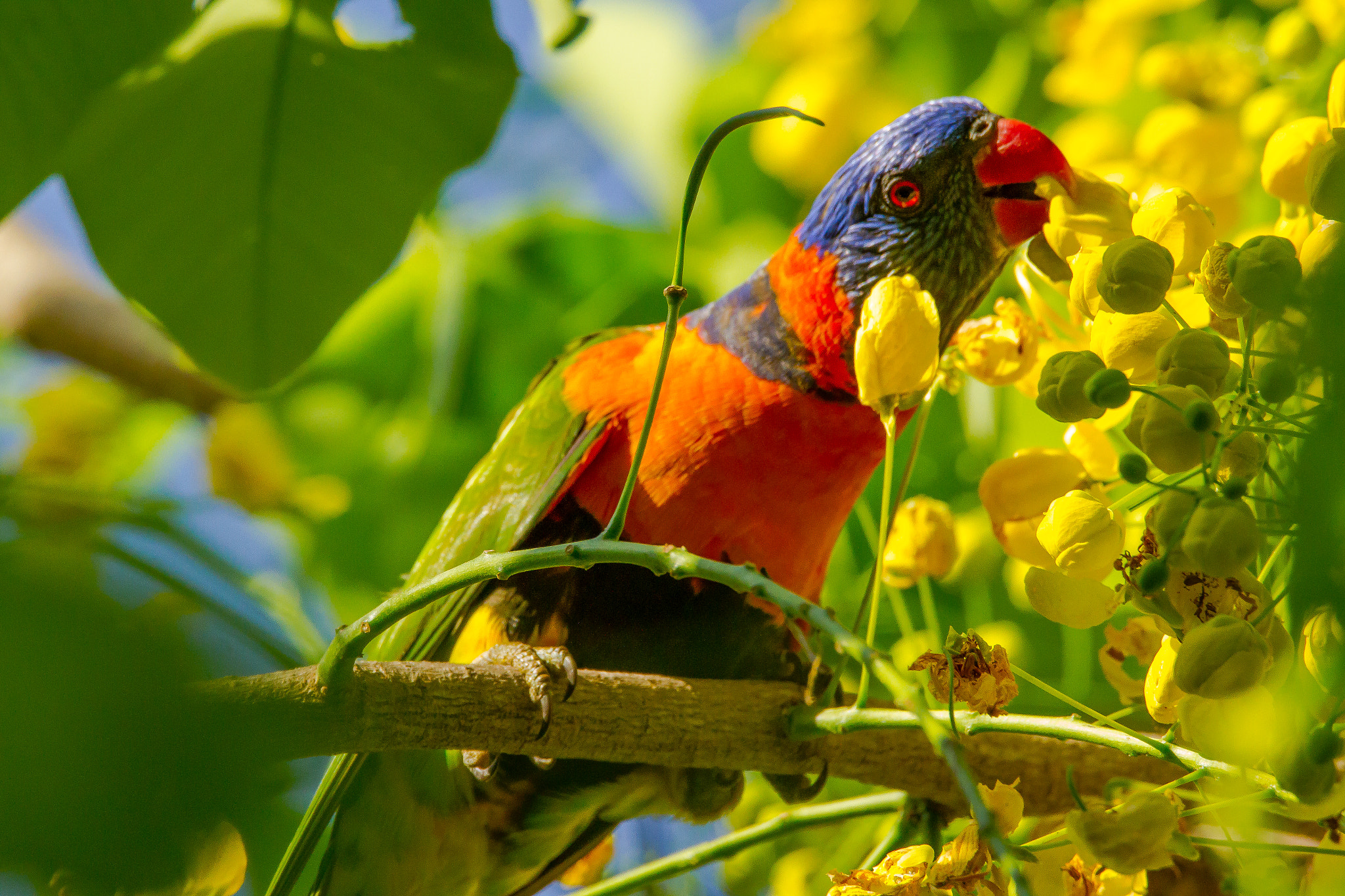 150-600mm F5-6.3 DG OS HSM | Contemporary 015 sample photo. Australia - broome - rainbow lorikeet photography