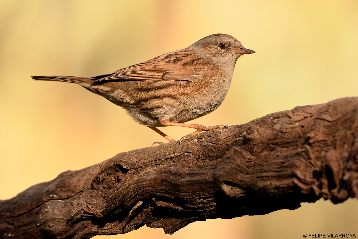Nikon D7200 + Nikon AF-S Nikkor 300mm F4D ED-IF sample photo. Acentor común photography