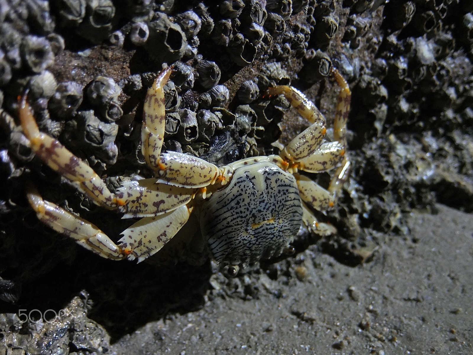 Fujifilm XF1 sample photo. Night crab photography