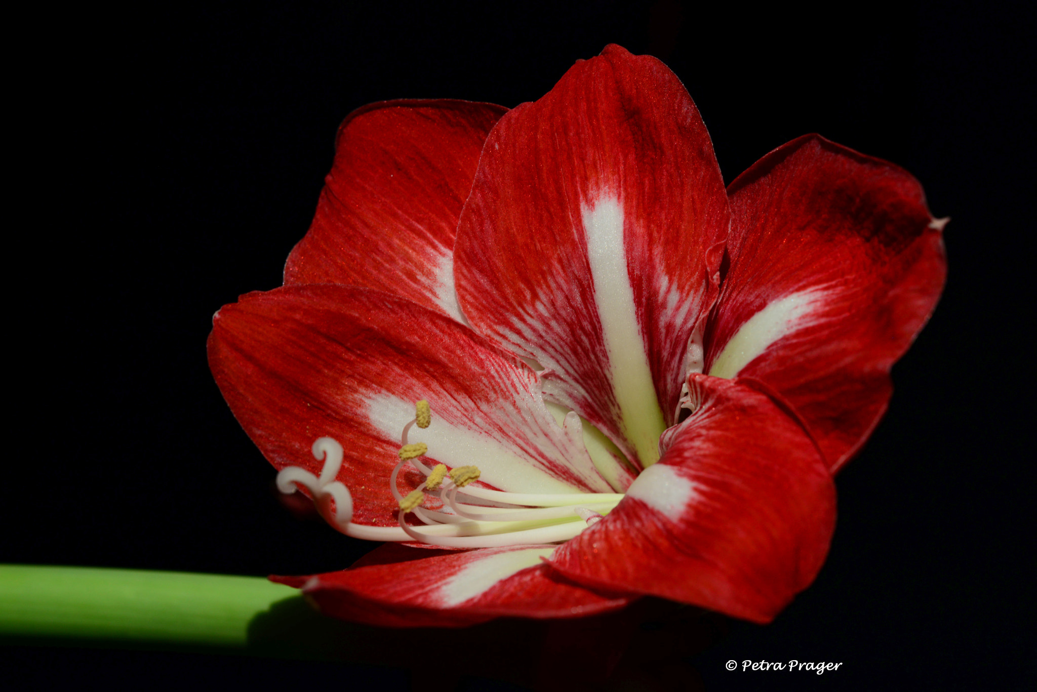 Nikon D800 sample photo. Amaryllis photography