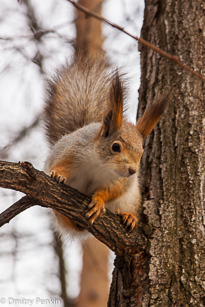 Canon EOS 500D (EOS Rebel T1i / EOS Kiss X3) sample photo. Squirrel in march photography