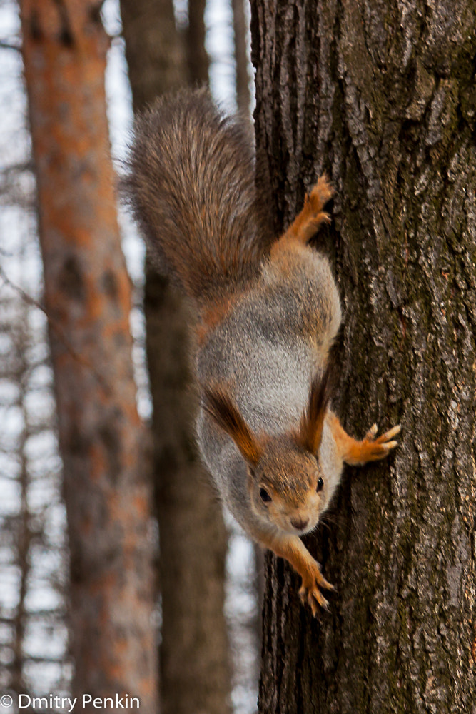 Canon EOS 500D (EOS Rebel T1i / EOS Kiss X3) + Canon EF 24-105mm F4L IS USM sample photo. Squirrel in march photography