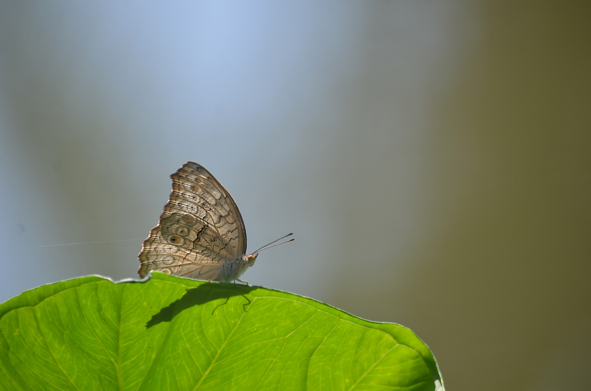 Nikon D7000 + AF Nikkor 28mm f/2.8 sample photo. Butterfly photography