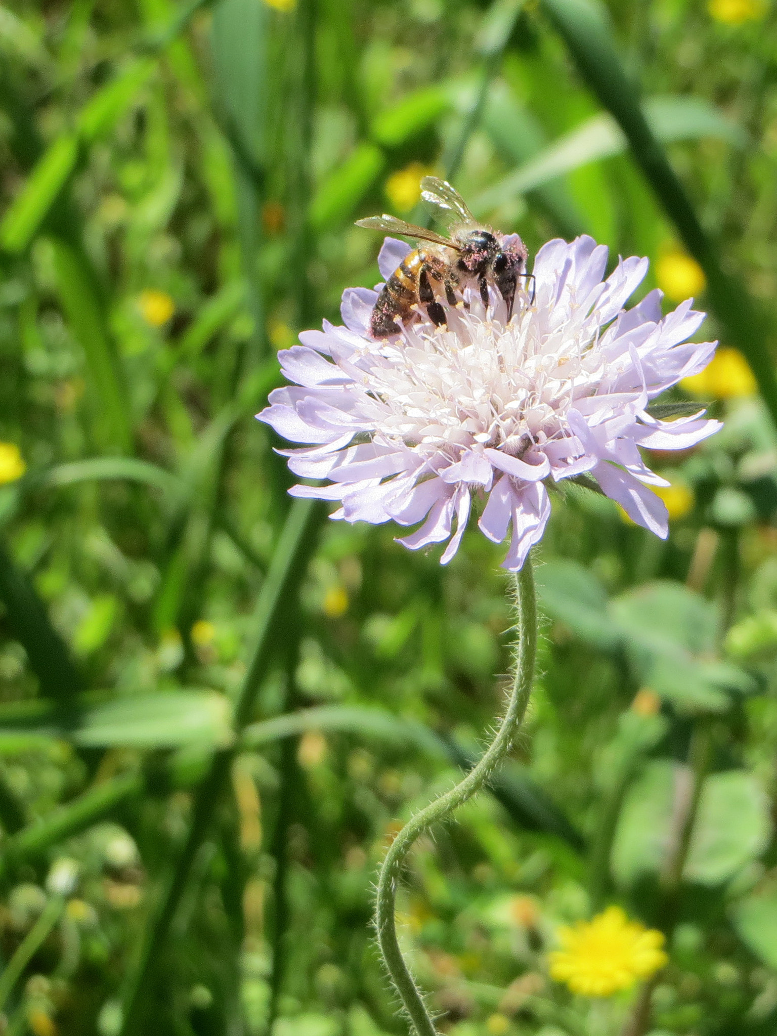 Canon PowerShot ELPH 520 HS (IXUS 500 HS / IXY 3) sample photo. Bee clad in pink pollen photography