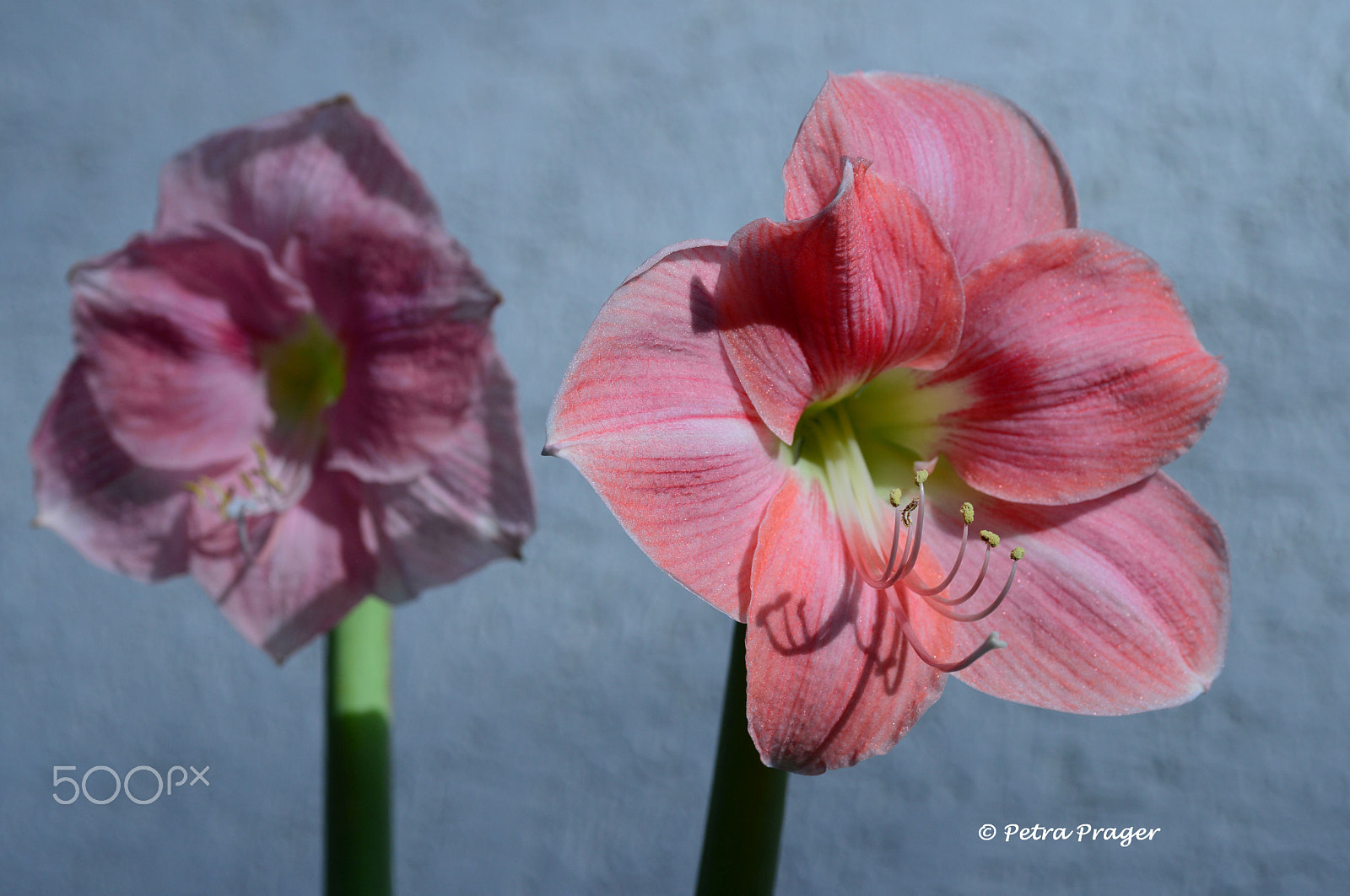 Nikon D800 sample photo. Amaryllis photography