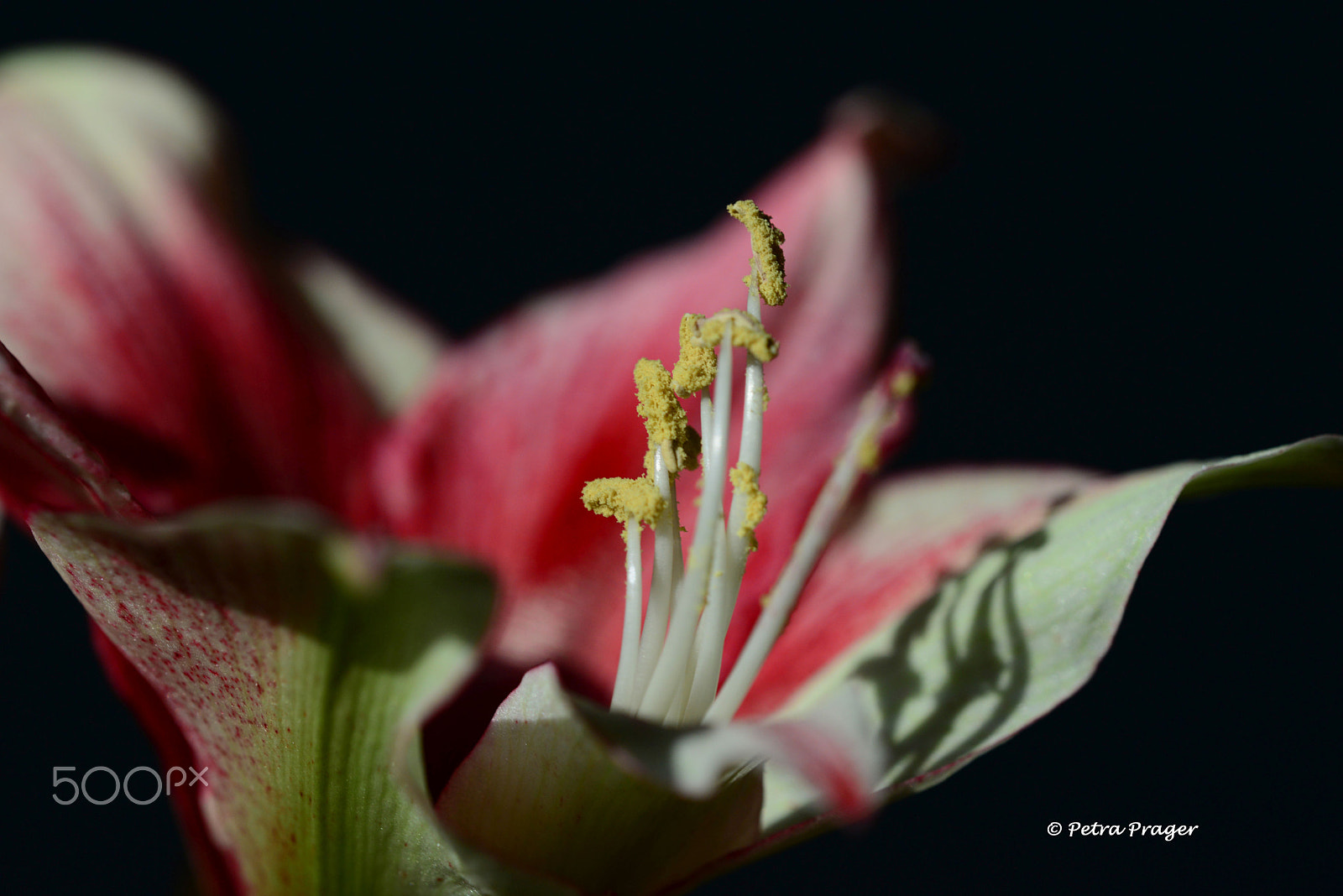 Sigma 150mm F2.8 EX DG OS Macro HSM sample photo. Close to photography