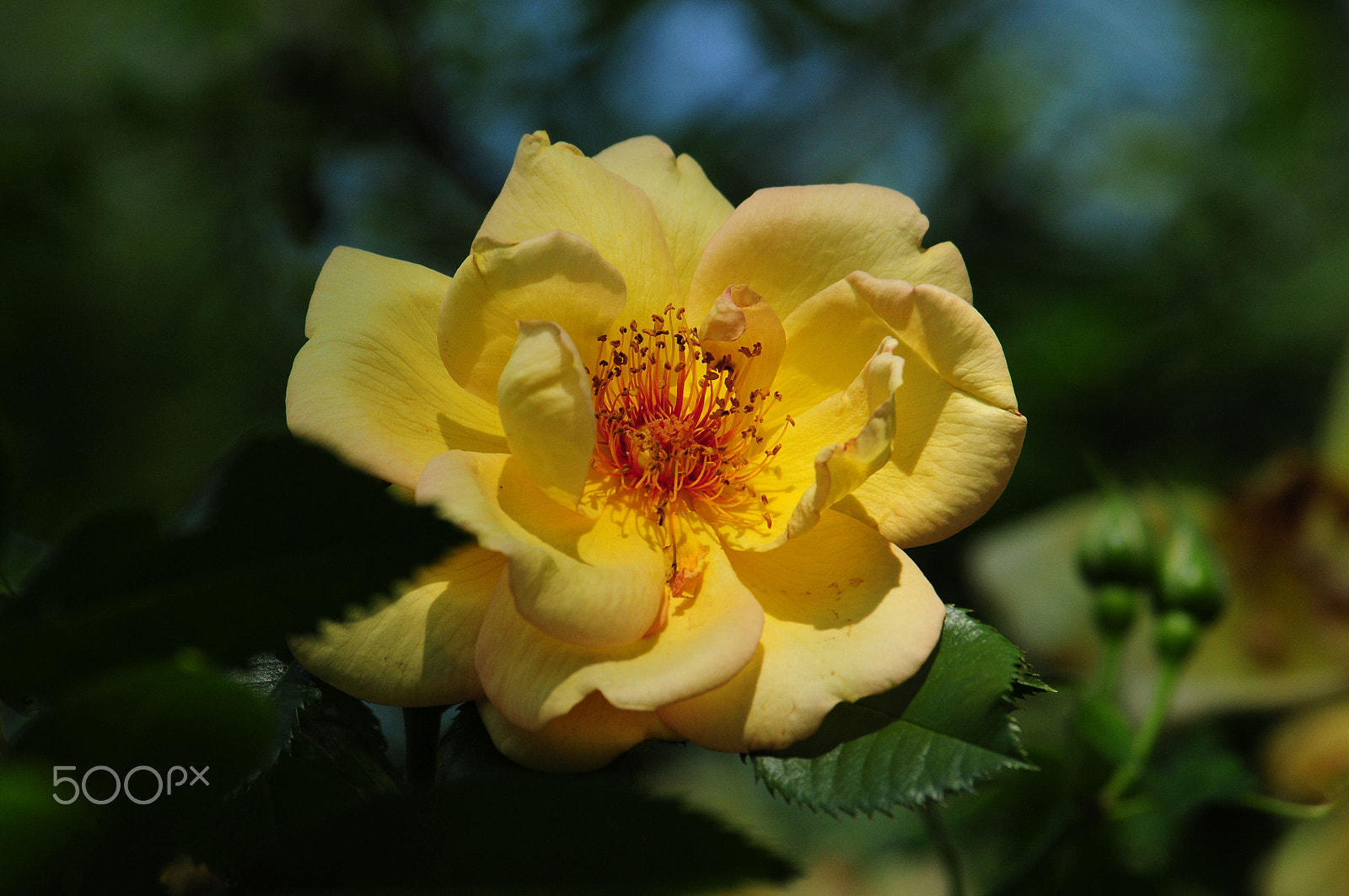 Nikon D300 sample photo. Yellow rose photography