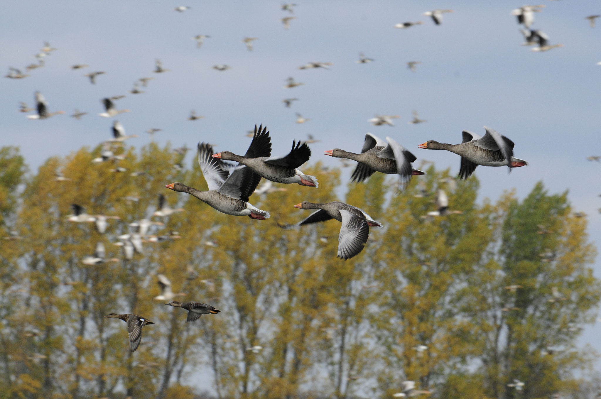 Nikon D300 sample photo. Birds in autumn photography
