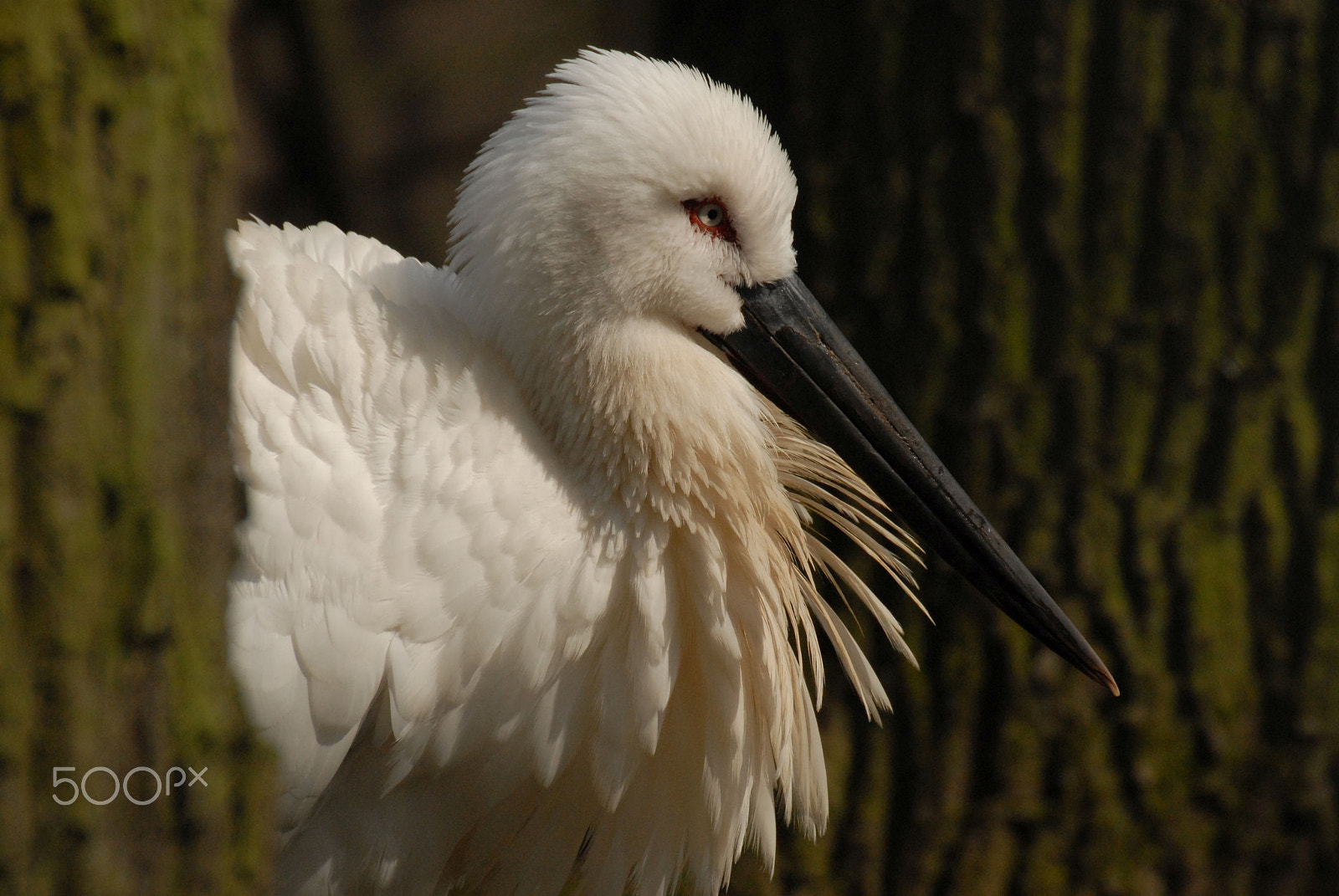Sigma 50-500mm F4.5-6.3 DG OS HSM sample photo. Stork photography