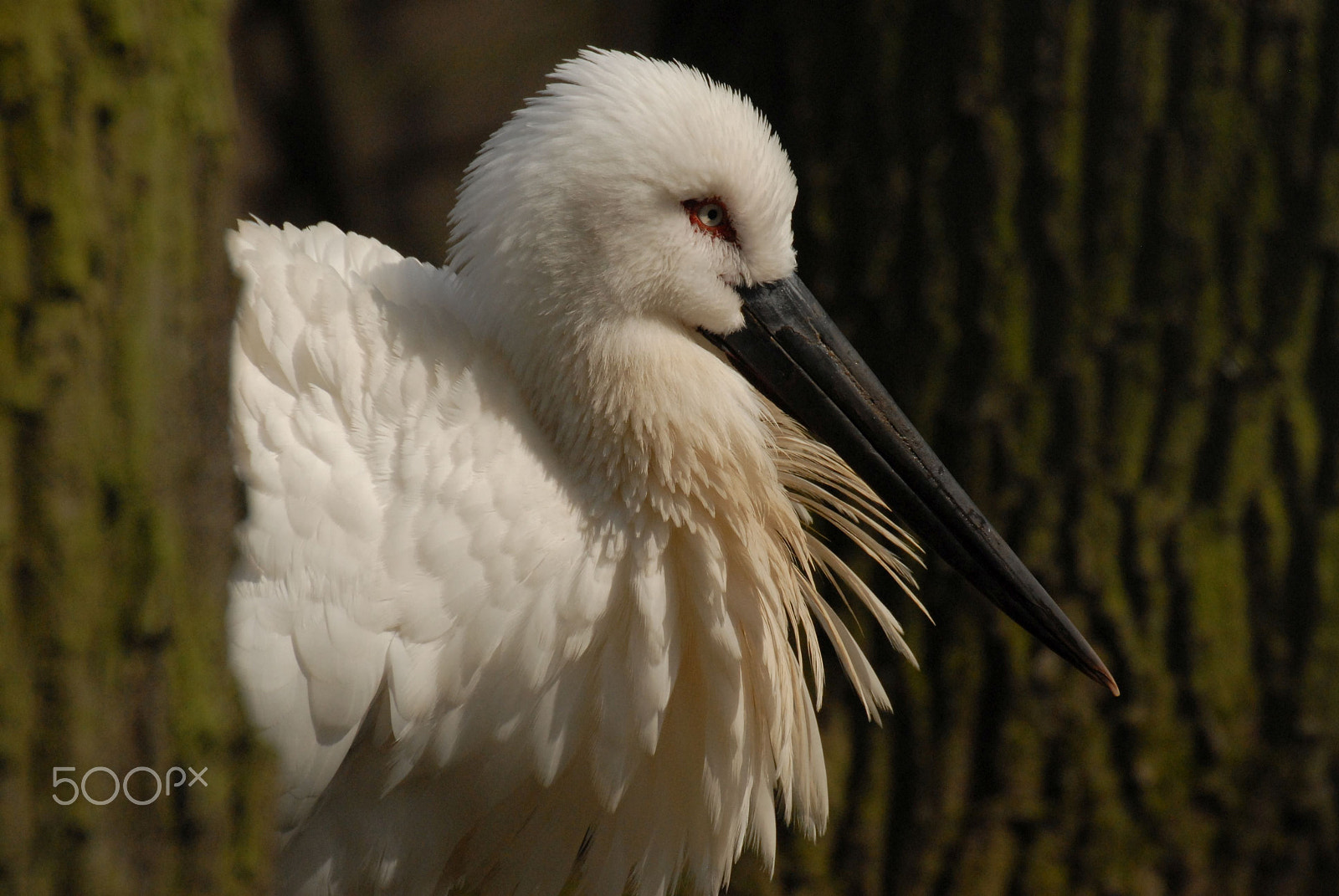 Nikon D200 + Sigma 50-500mm F4.5-6.3 DG OS HSM sample photo. Stork photography