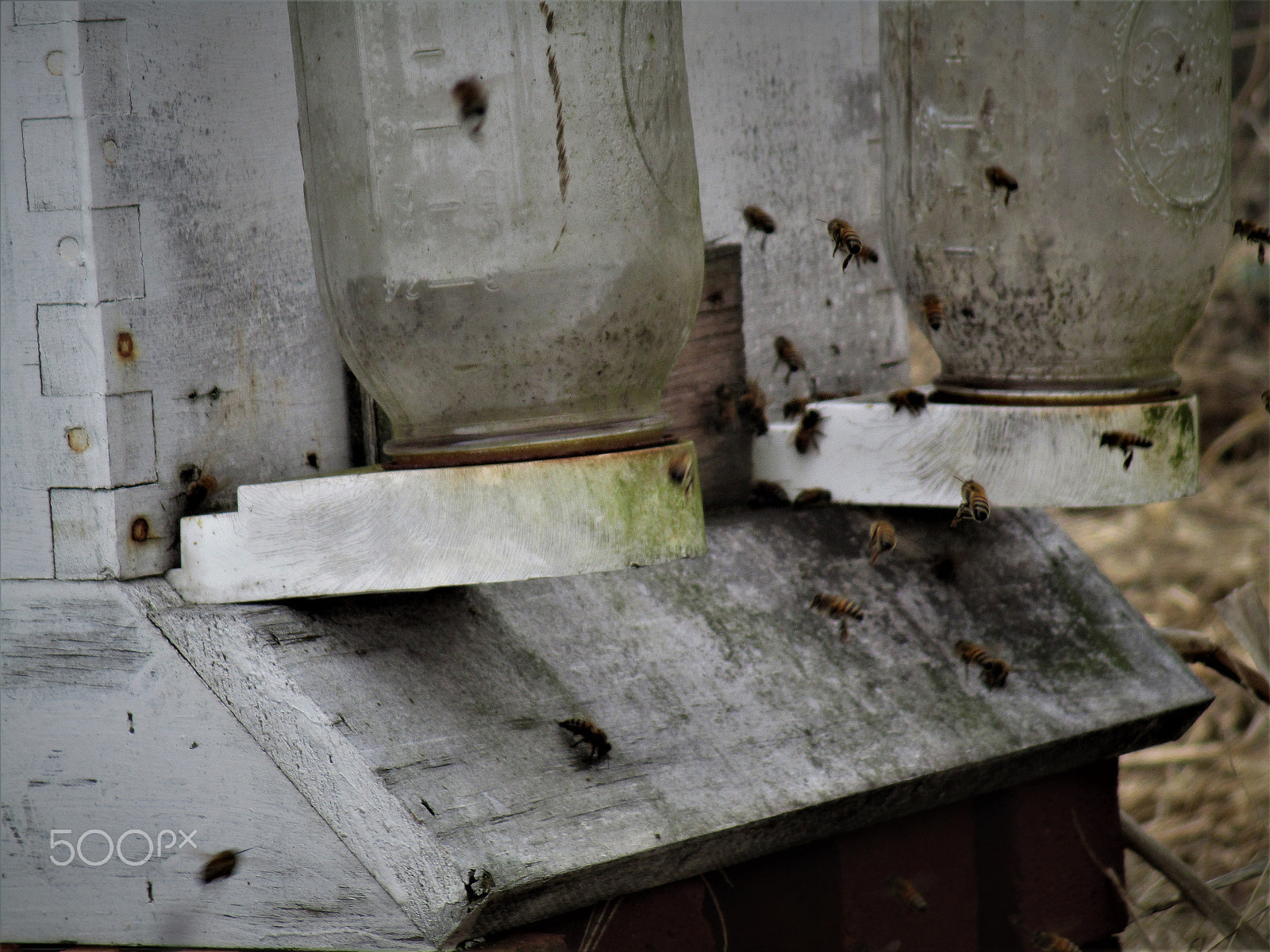 Canon PowerShot ELPH 160 (IXUS 160 / IXY 150) sample photo. Bees in flight photography
