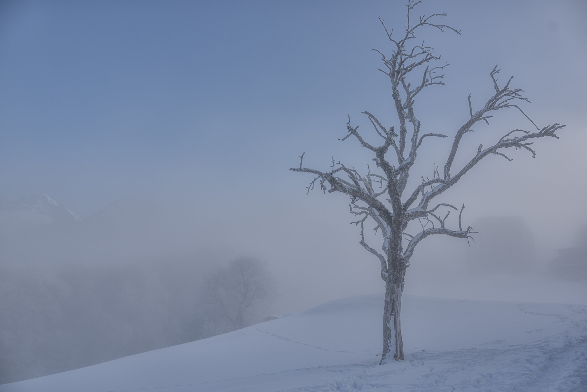 AF Nikkor 28mm f/1.4D sample photo. Tree with a view photography