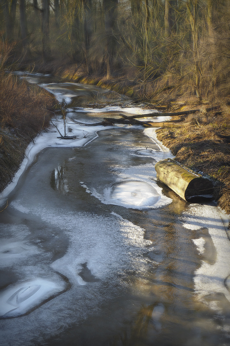 Olympus PEN-F sample photo. Urdenbacher altrhein frozen photography