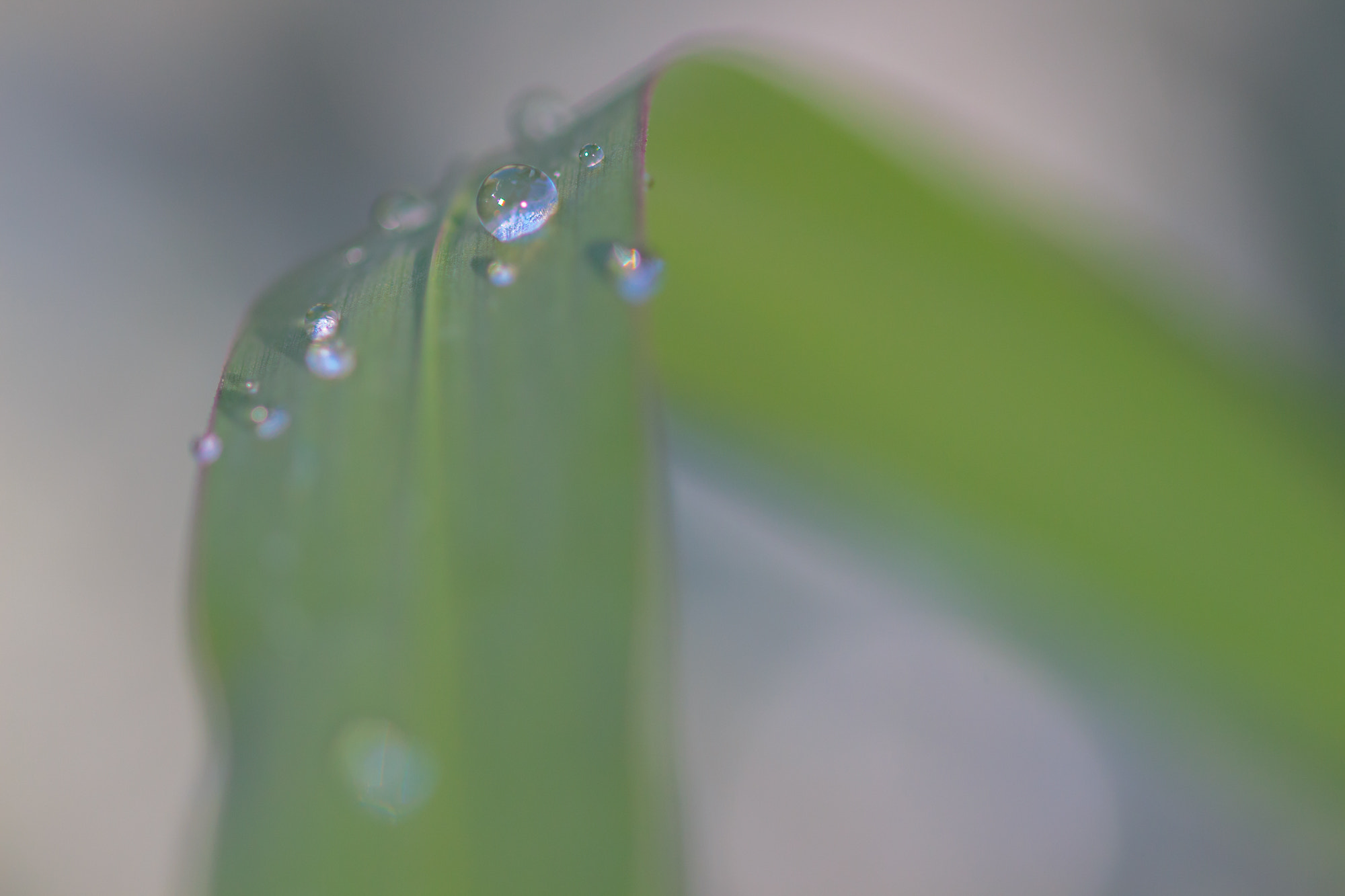 Sigma 105mm F2.8 EX DG OS HSM sample photo. Nature  photography