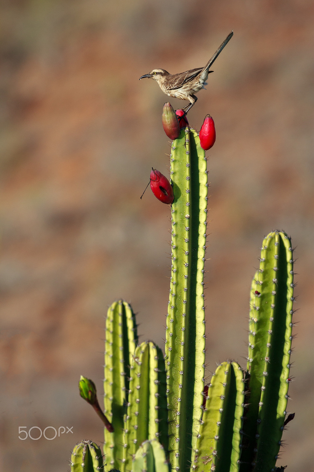Canon EOS 60D sample photo. Chalk-browed mockingbird feeding on cactus fruits photography