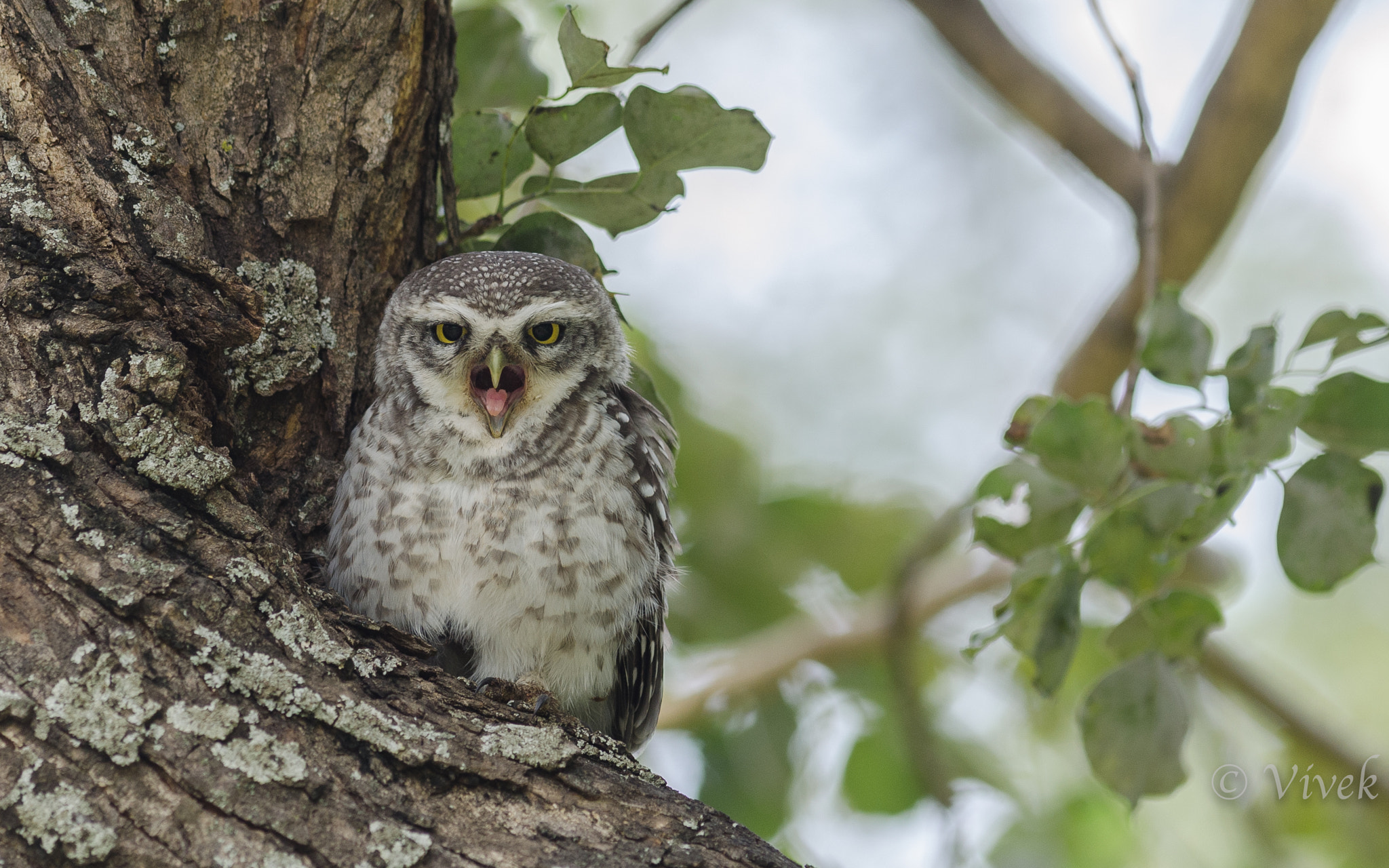 Nikon D5100 sample photo. Spotted owlet photography