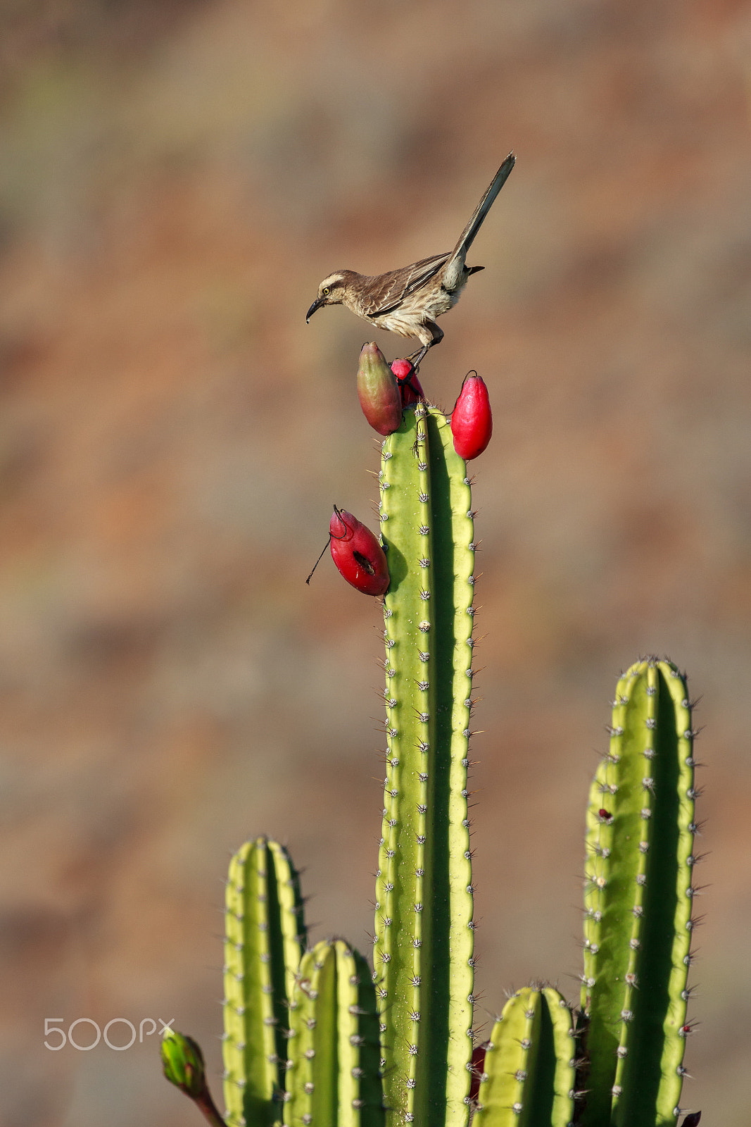 Canon EF 100-400mm F4.5-5.6L IS USM sample photo. Chalk-browed mockingbird feeding on cactus fruits photography