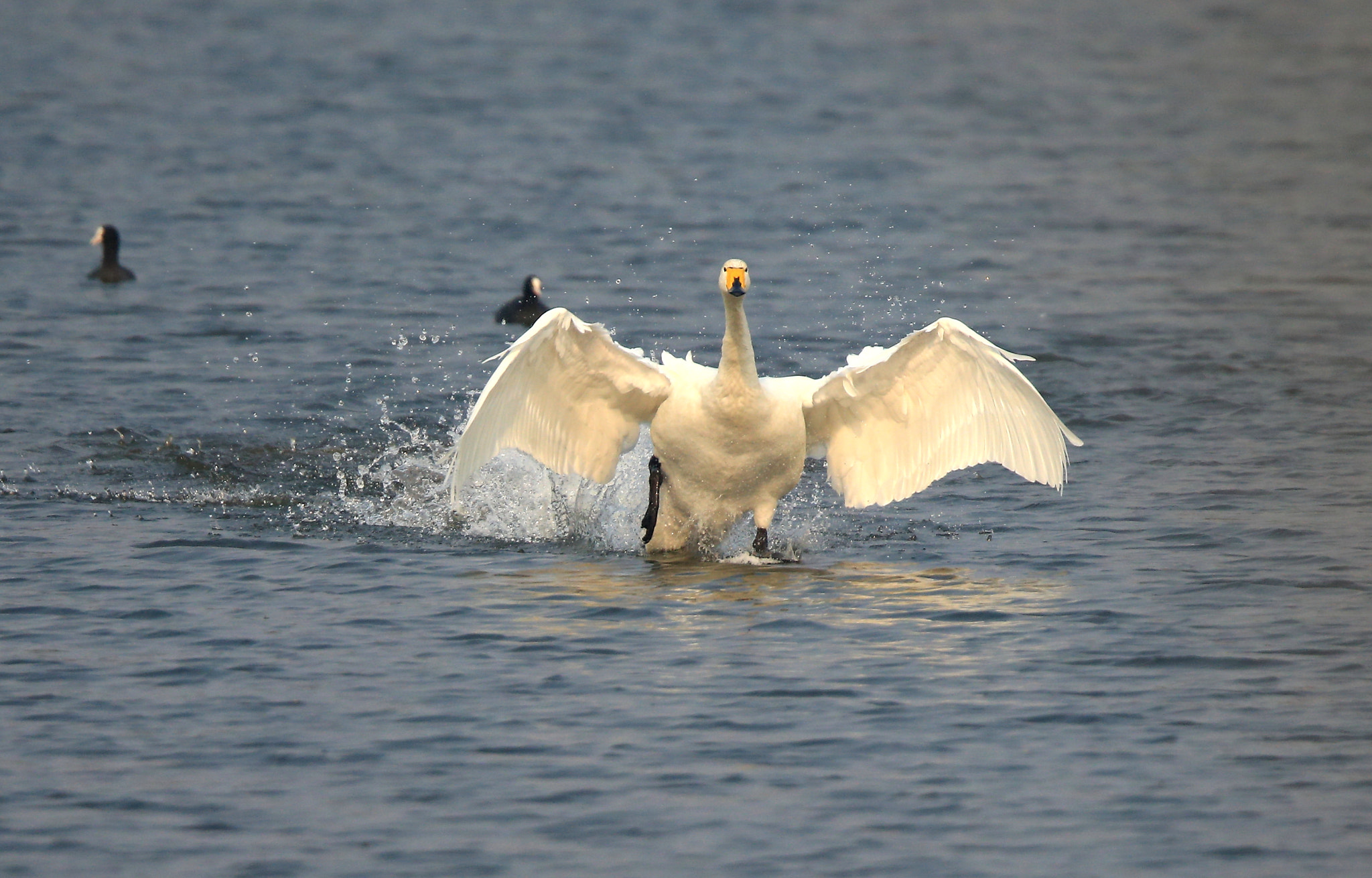 Canon EOS-1D X + Canon EF 600mm F4L IS II USM sample photo. 744 photography