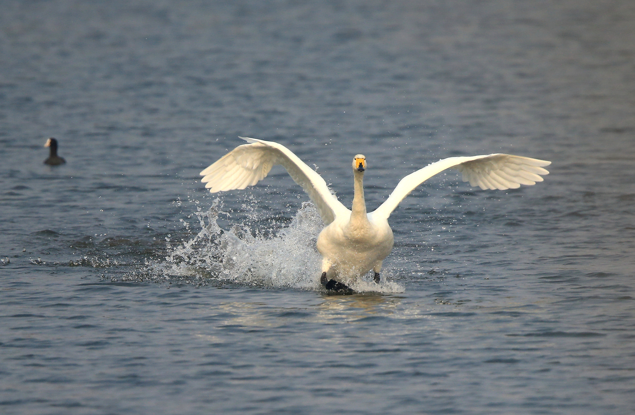 Canon EOS-1D X + Canon EF 600mm F4L IS II USM sample photo. 745 photography