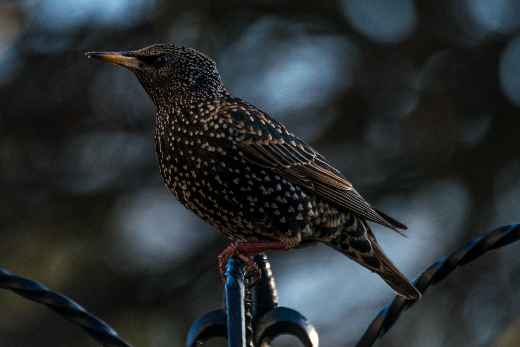 Sigma APO 170-500mm F5-6.3 Aspherical RF sample photo. Starling photography