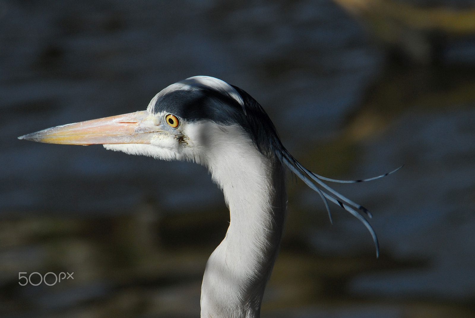 Nikon D200 sample photo. Heron photography