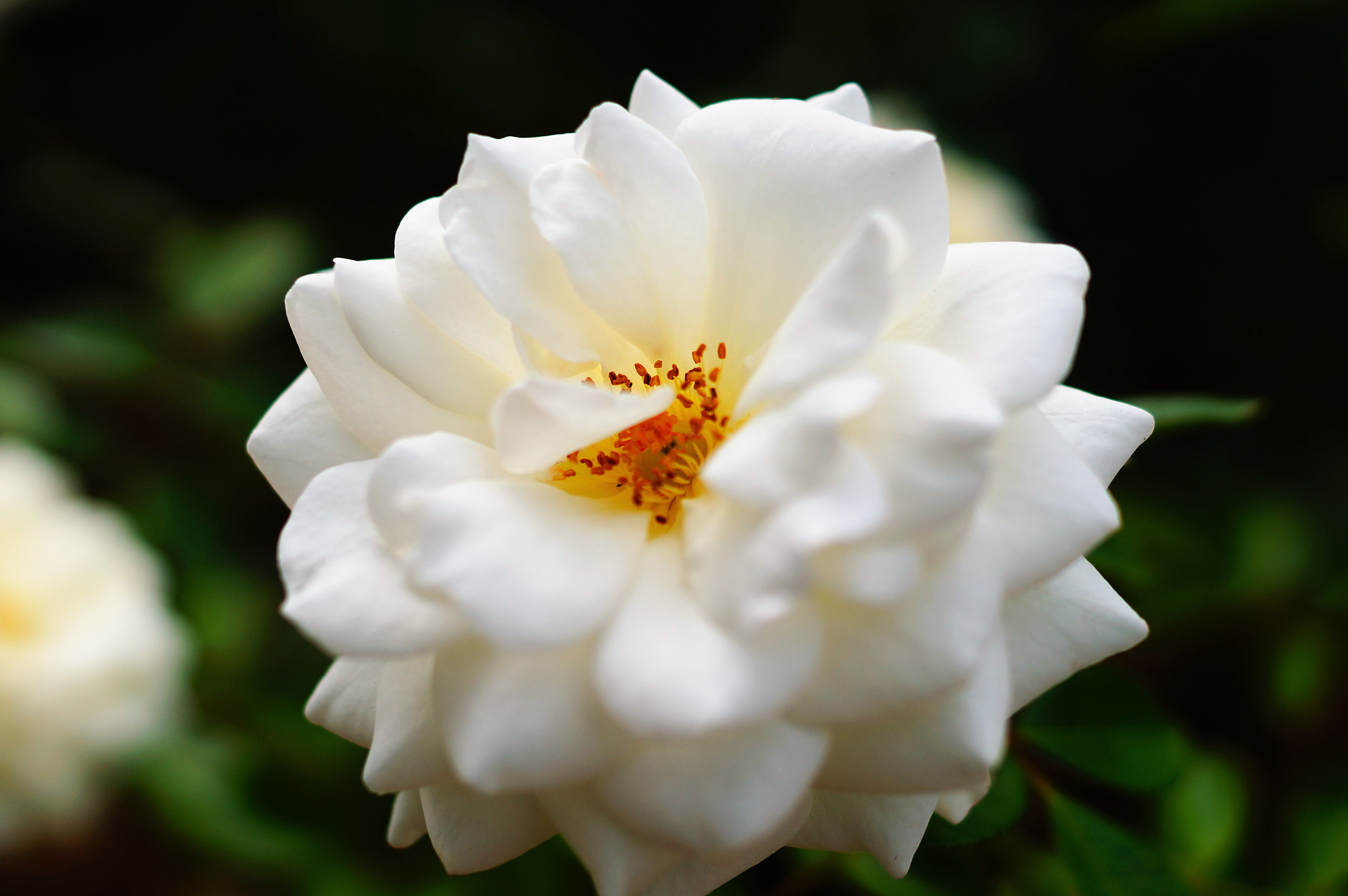 Sony SLT-A57 + Sony DT 35mm F1.8 SAM sample photo. White flower photography