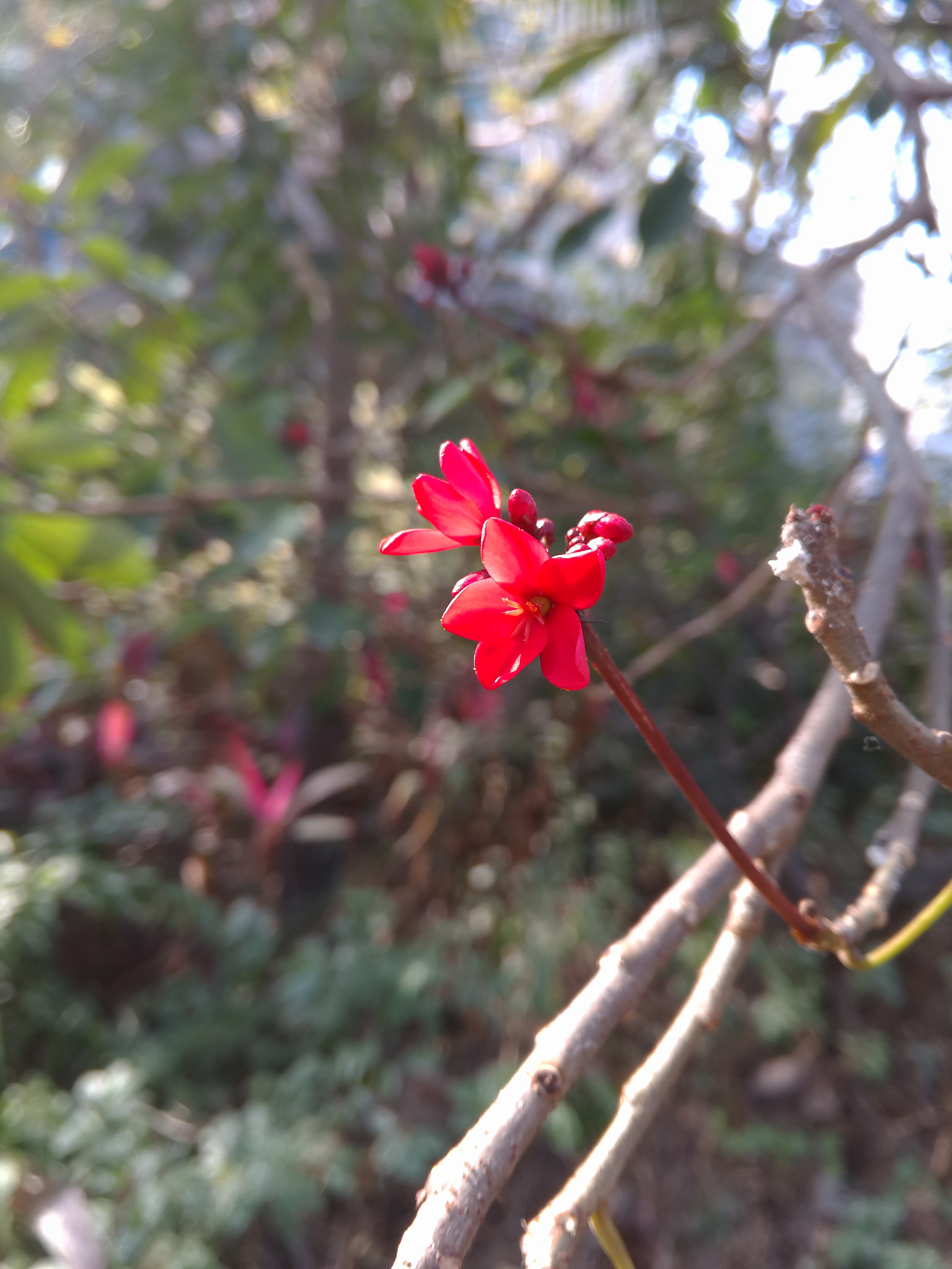 Meizu MX4 Pro sample photo. Flower photography