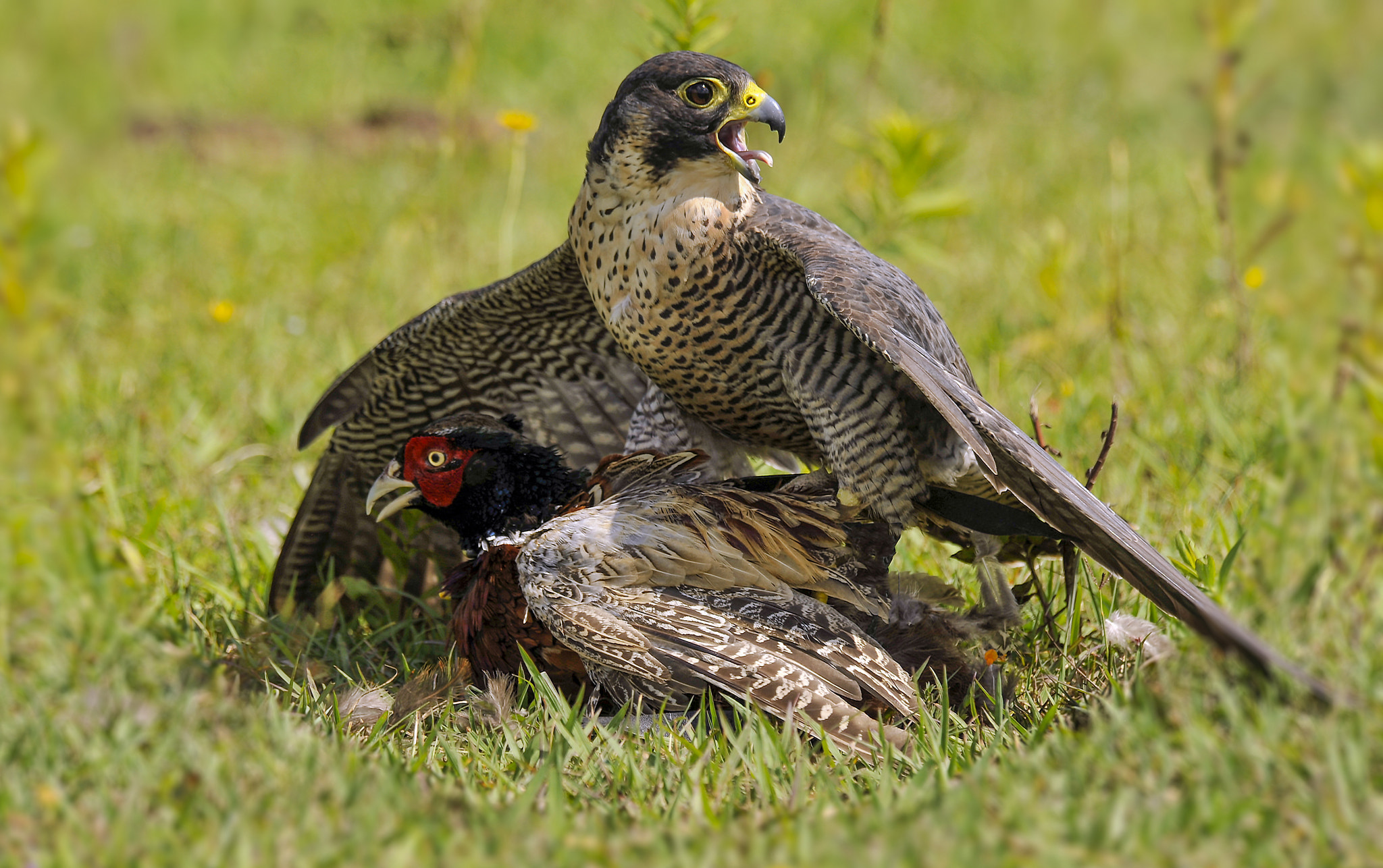 Nikon D3 sample photo. Was born for hunting... photography