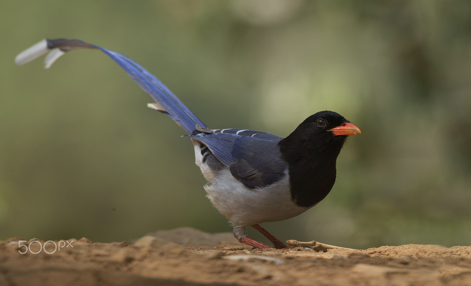 Nikon D750 + Nikon AF-S Nikkor 500mm F4G ED VR sample photo. Red-billed blue magpie photography