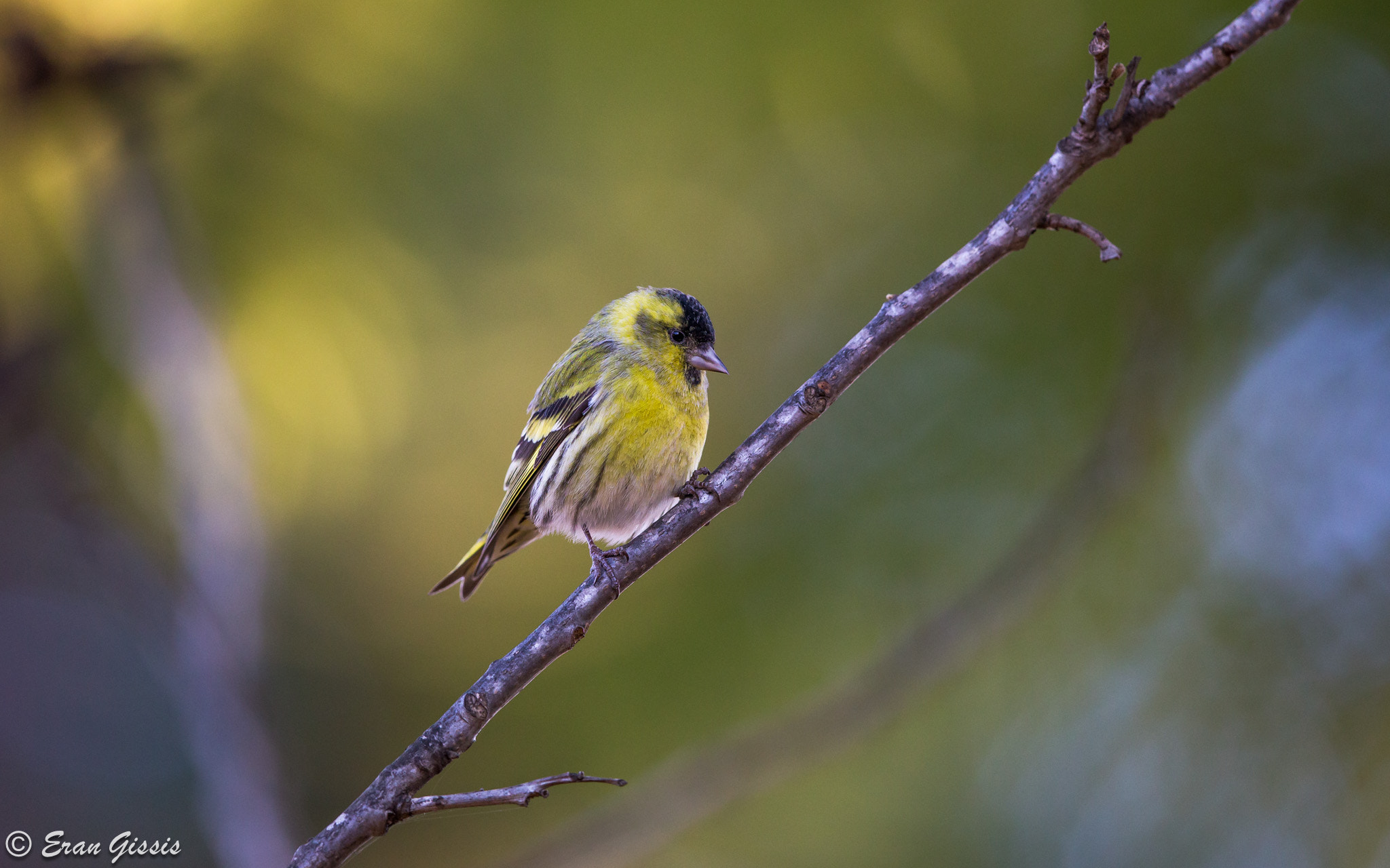 Canon EF 500mm F4L IS II USM sample photo. Siskin photography