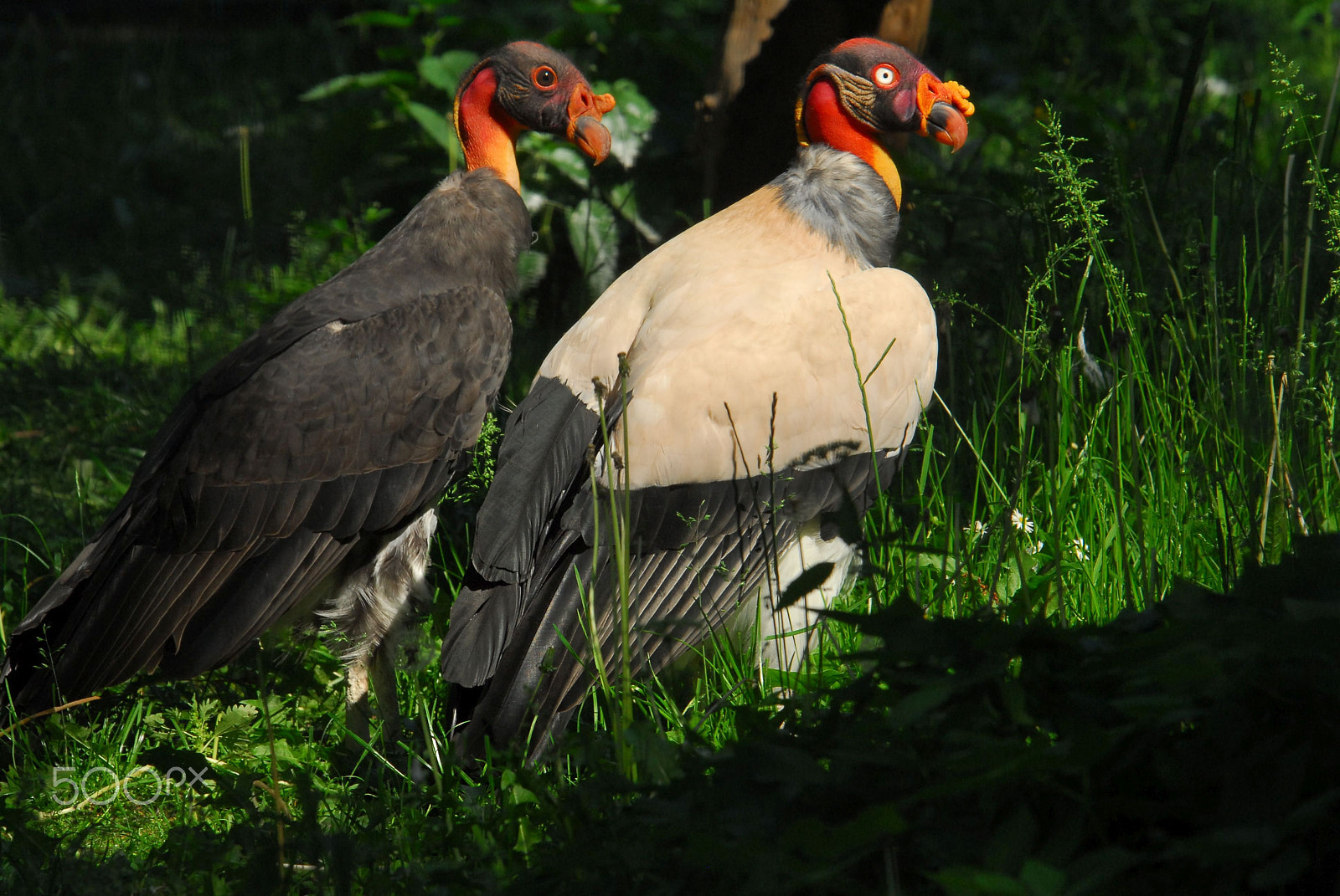 Nikon D200 sample photo. Young and old photography