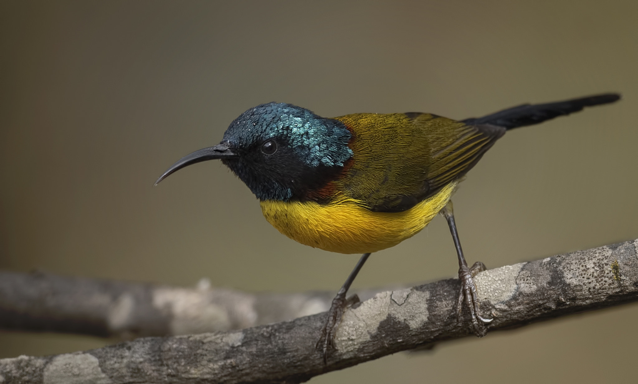 Nikon D750 + Nikon AF-S Nikkor 500mm F4G ED VR sample photo. Green tailed sunbird photography