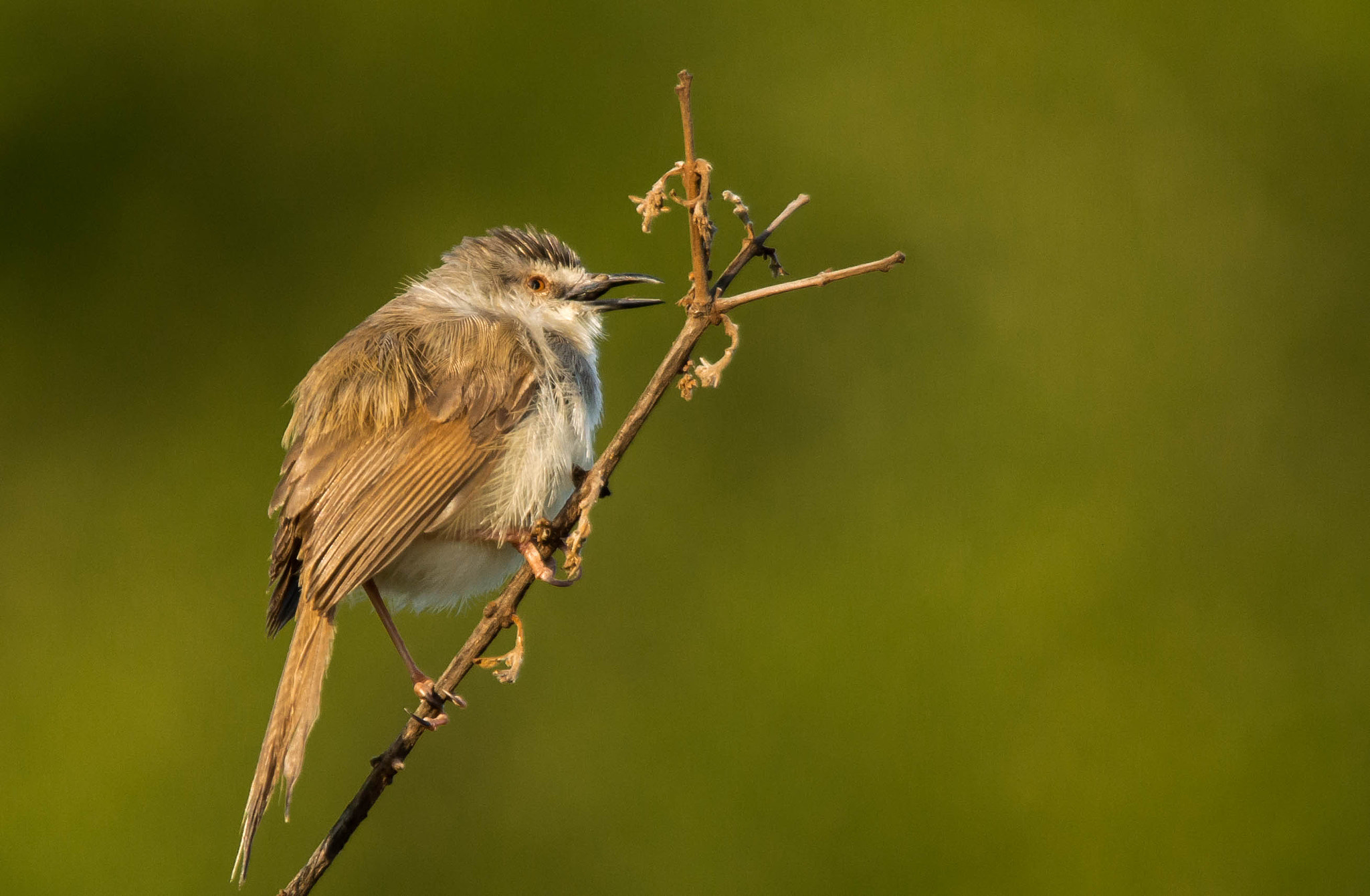 Sigma 150-500mm F5-6.3 DG OS HSM sample photo. Tawnyflanked prinia photography