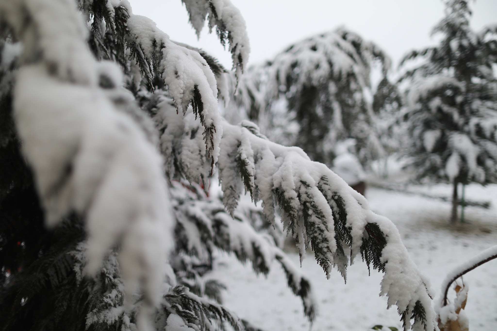 Canon EF 24mm F1.4L II USM sample photo. Fa photography