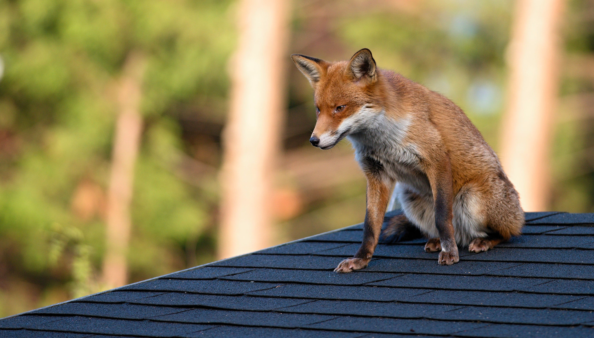 Nikon D610 + Nikon AF-S Nikkor 300mm F4D ED-IF sample photo. Red fox photography