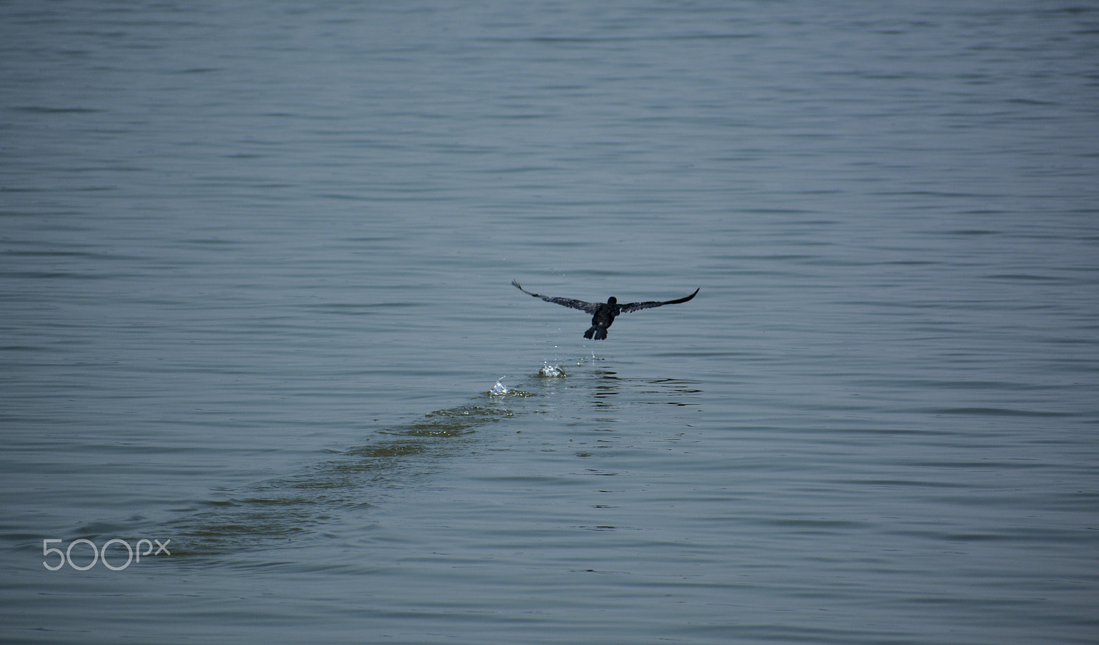 Nikon D5200 + Sigma 70-300mm F4-5.6 DG OS sample photo. Fly of a water fowl photography