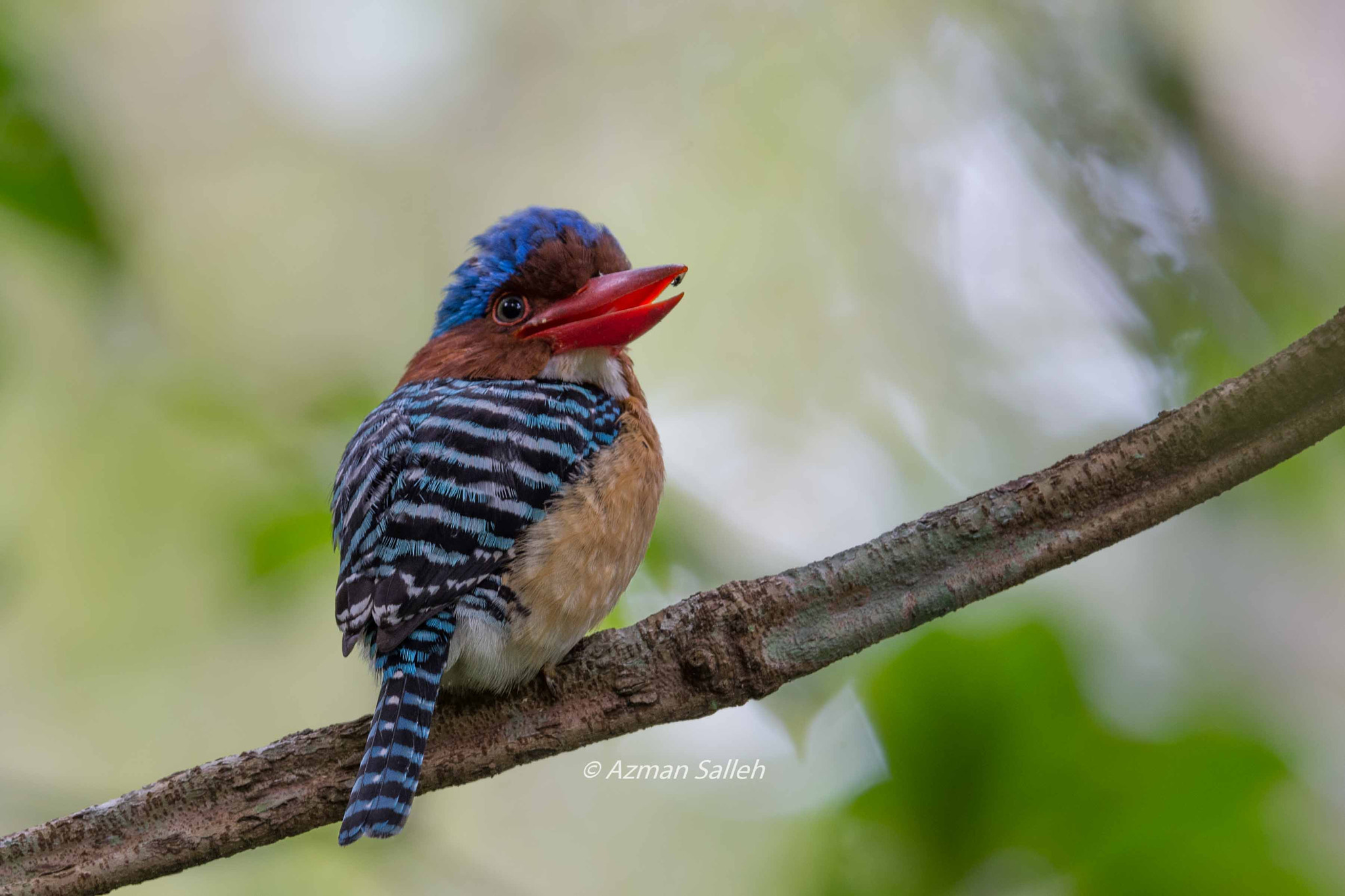 Nikon AF-S Nikkor 500mm F4E FL ED VR sample photo. Banded kingfisher photography